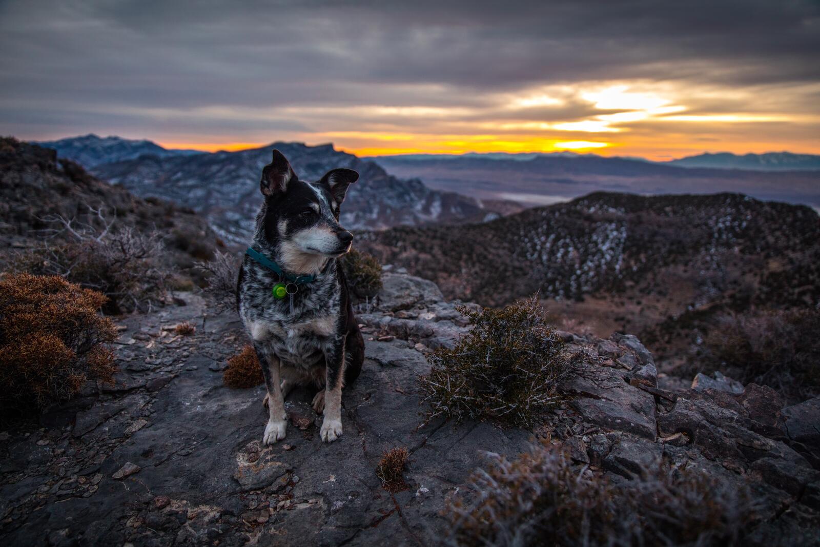 Бесплатное фото Собака на горе