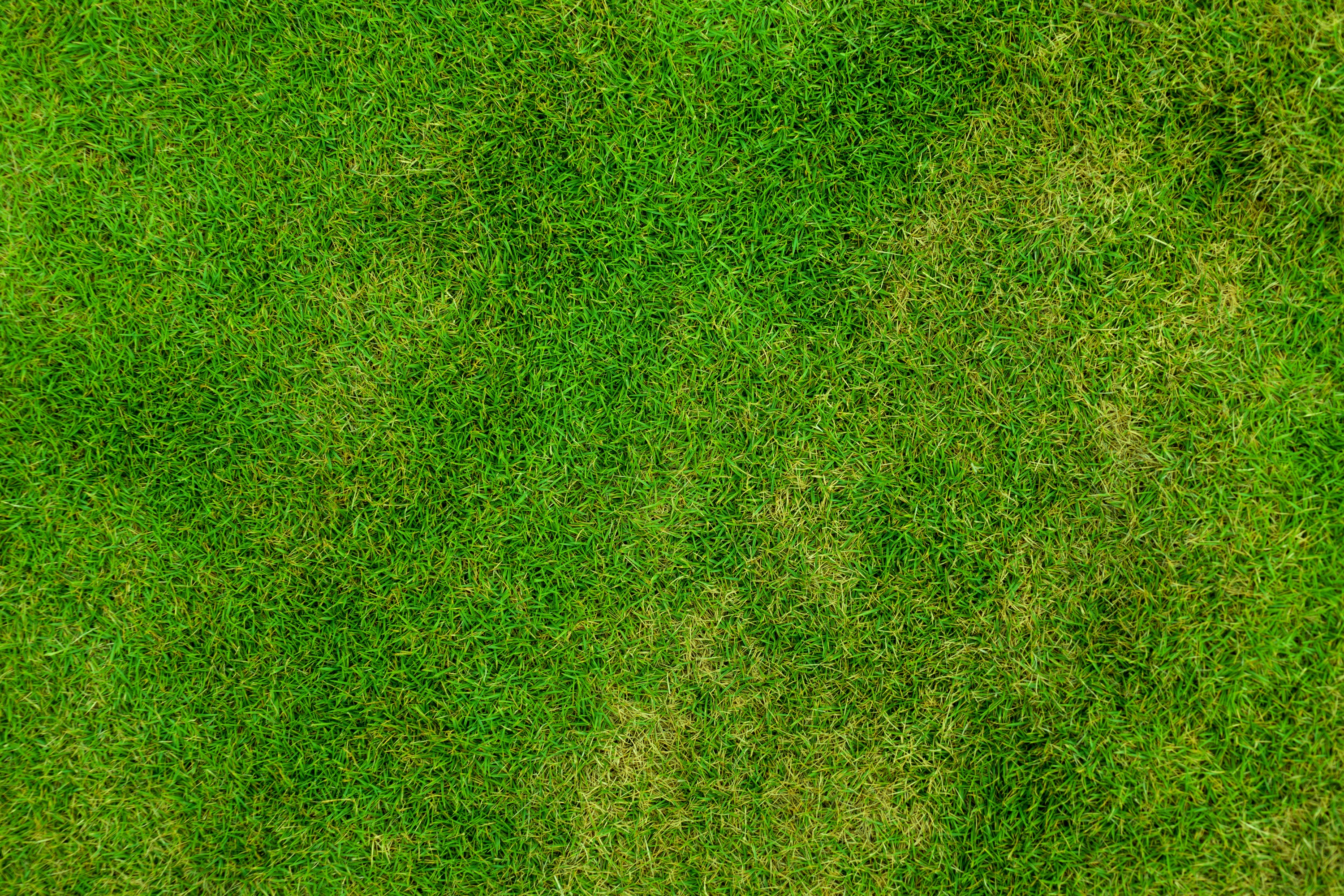 Фото бесплатно трава, на открытом воздухе, абстракция