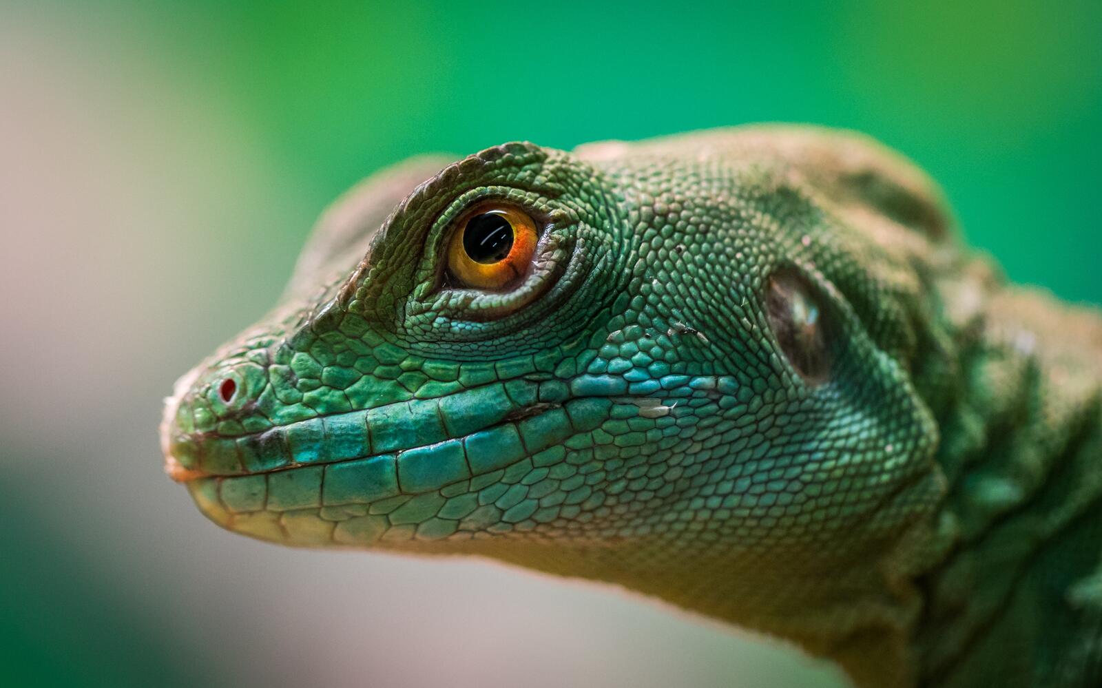 Wallpapers lizard reptile animal on the desktop