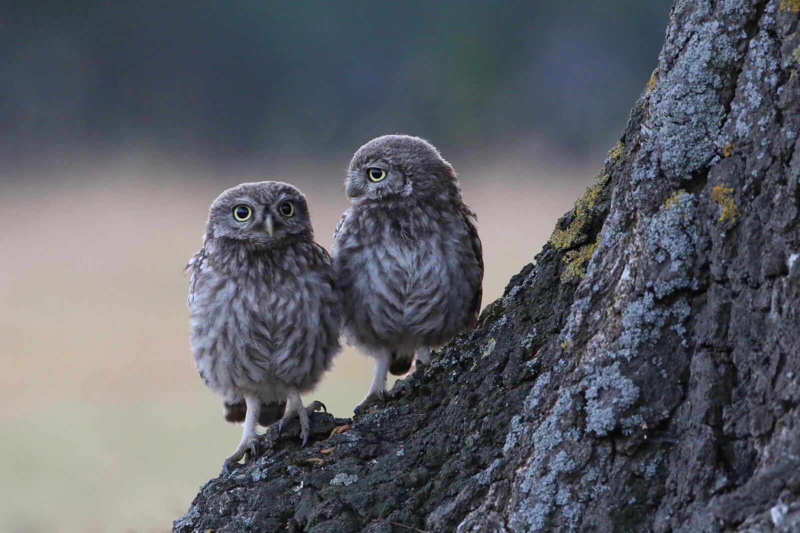 Wallpapers owl tree two Chicks on the desktop