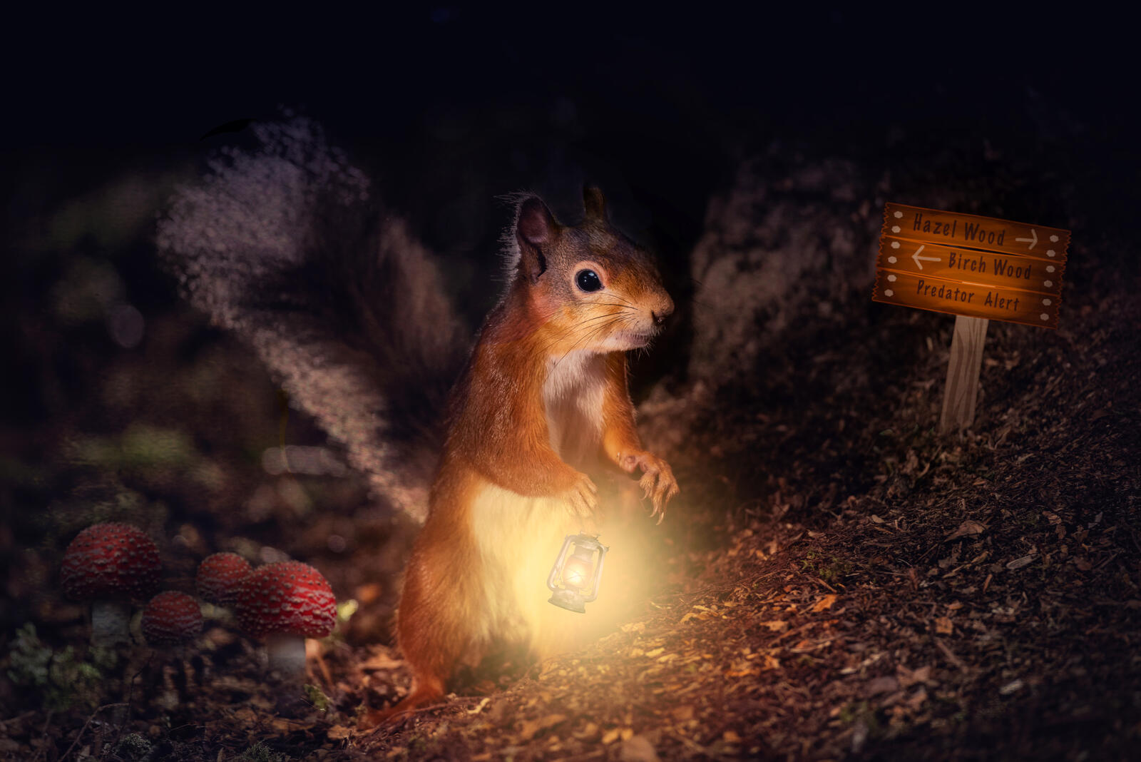 Wallpapers squirrel lantern lamp on the desktop
