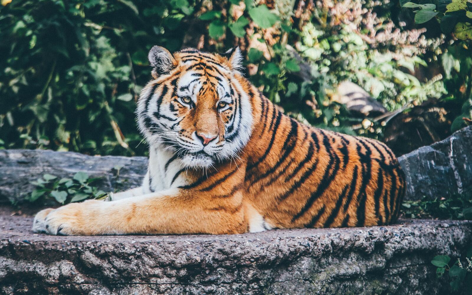Обои тигр хищник зоопарк на рабочий стол