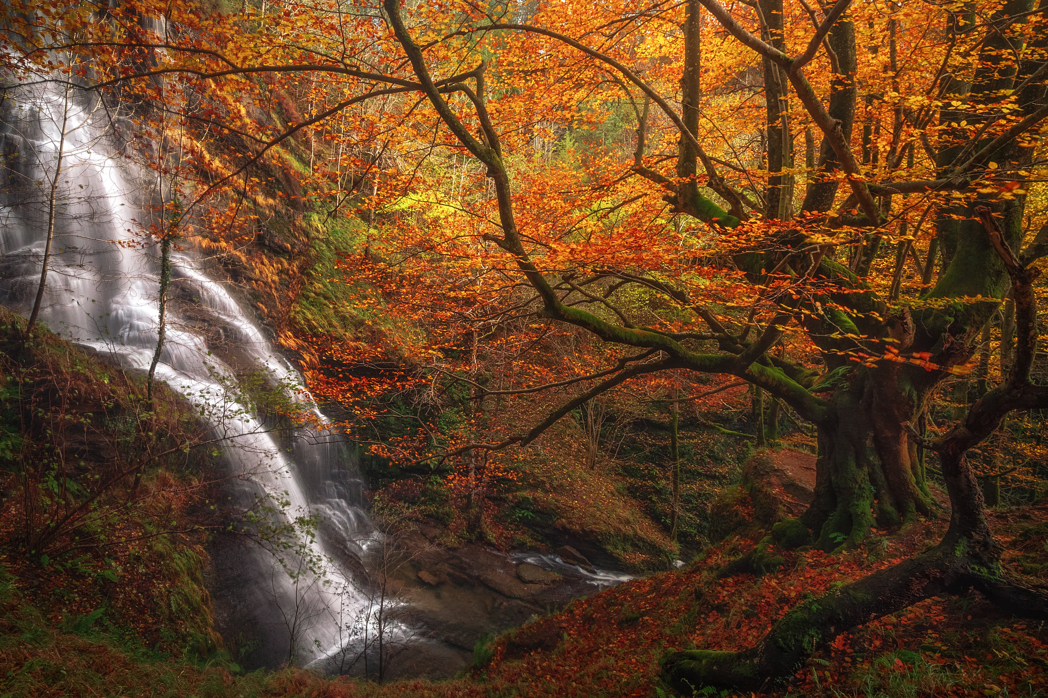 免费照片秋天的照片，森林 - 壁纸为您的桌面
