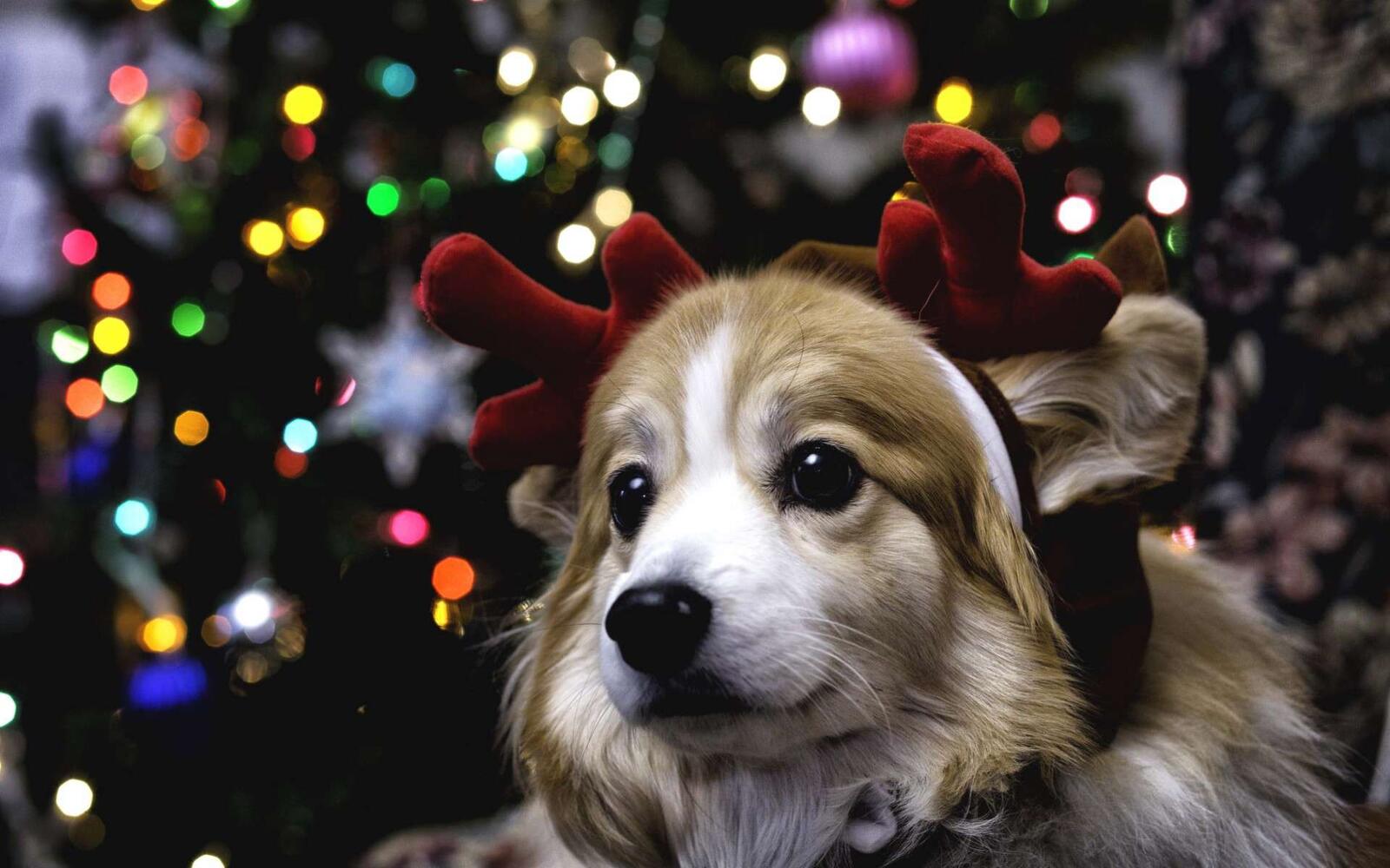 Wallpapers dog puppy christmas bulbs on the desktop