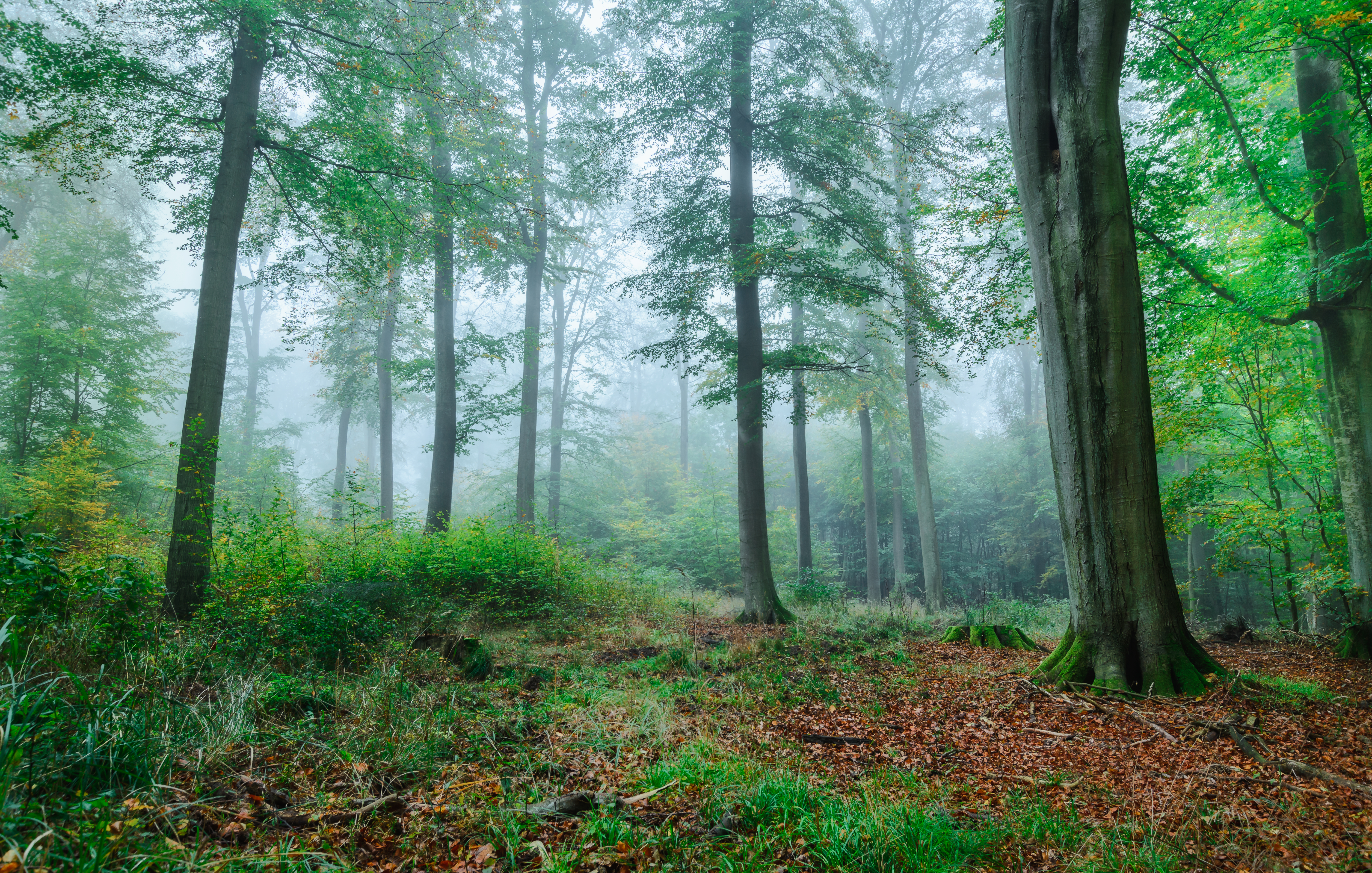 Фото бесплатно утро, пейзаж, туман