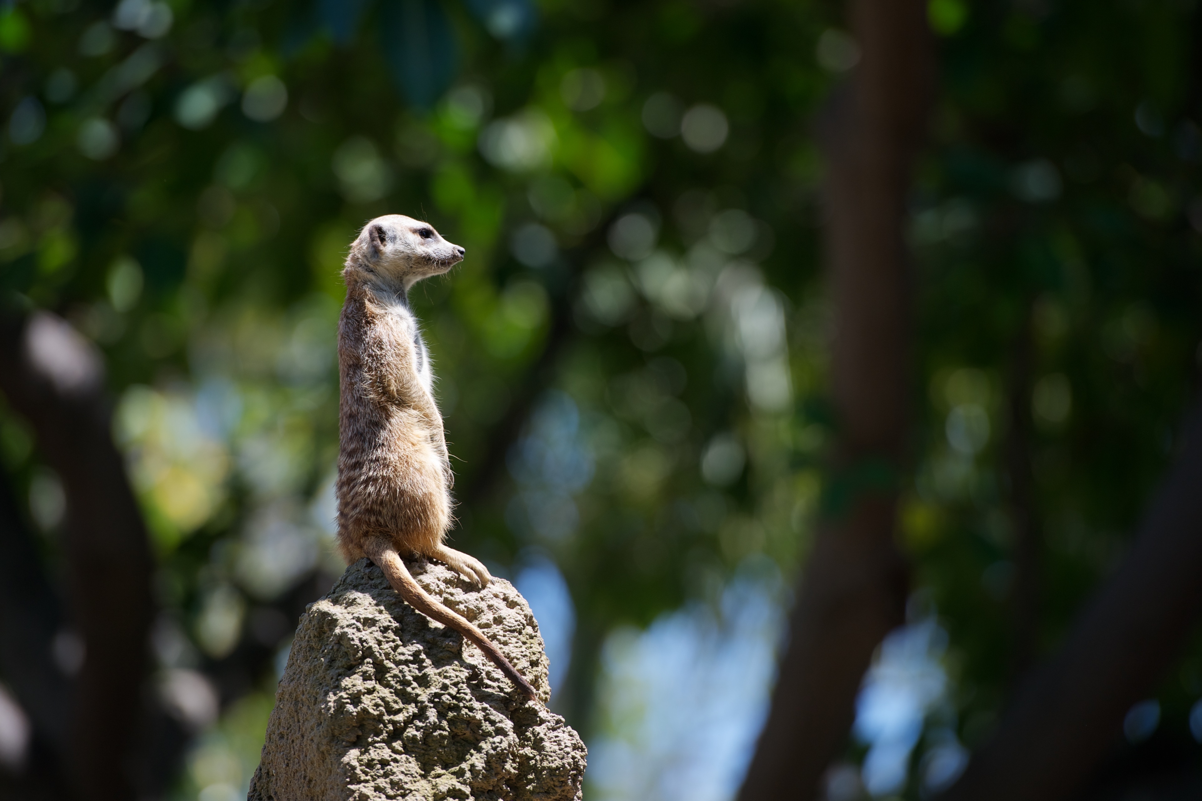 A meerkat stands on top of a rock looking for something.