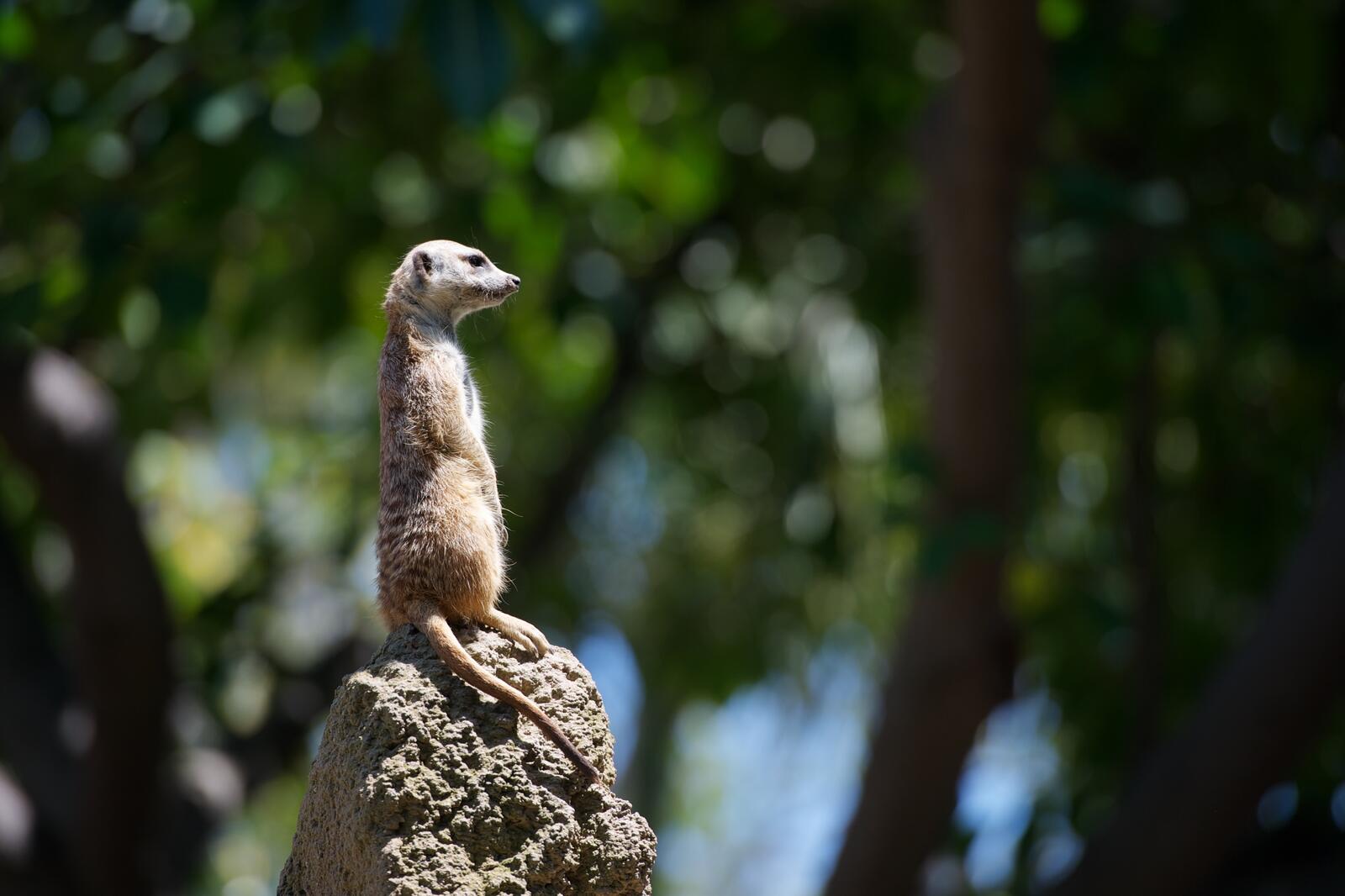 Free photo A meerkat stands on top of a rock looking for something.