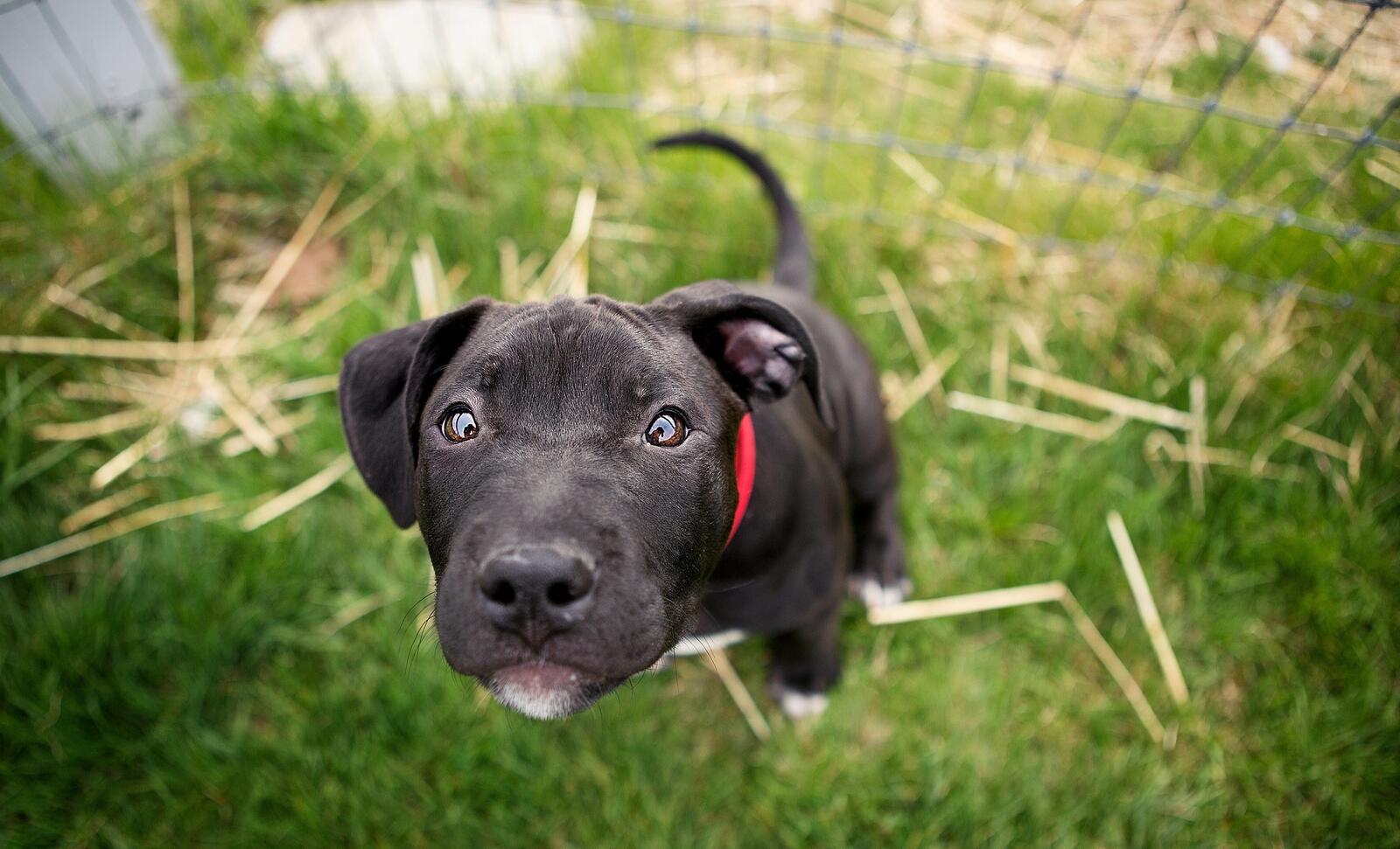 Free photo Curious black puppy with a red collar.