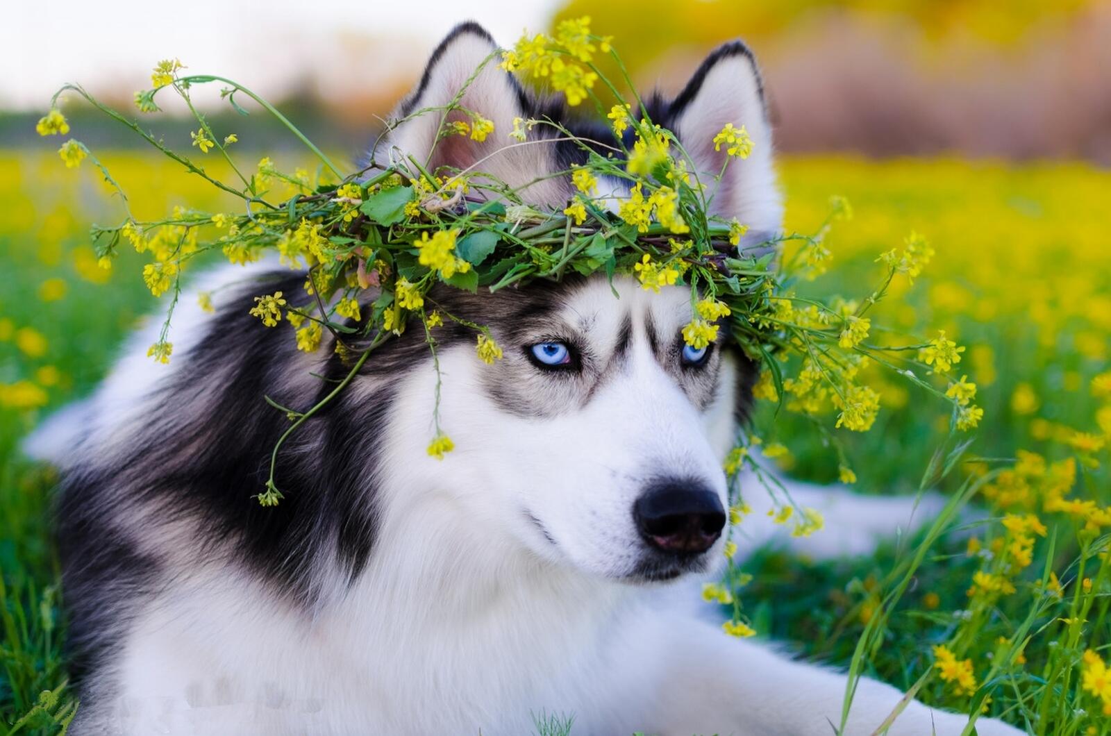Обои сибирский хаски собака поле цветов на рабочий стол