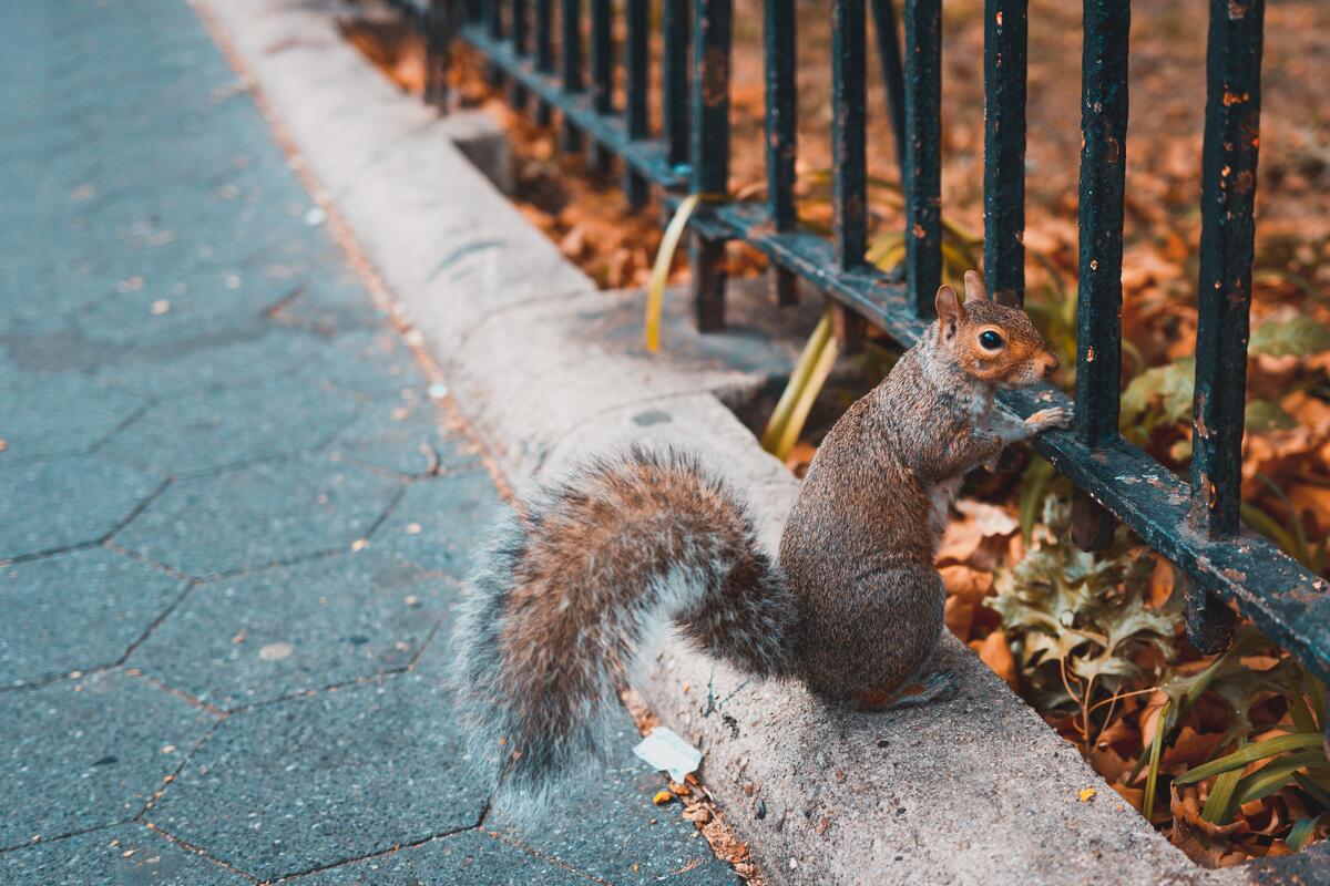 Squirrel in the city