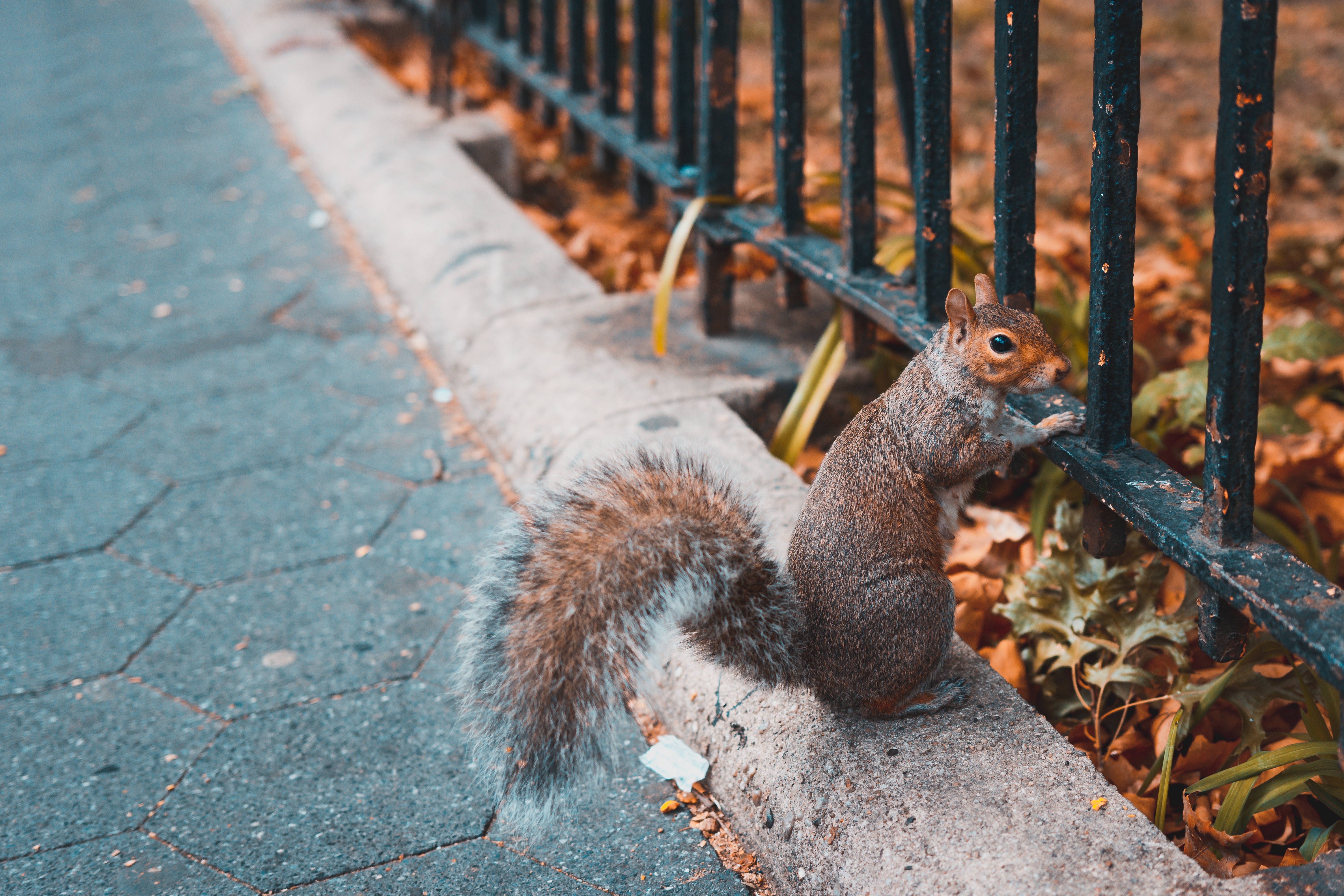 Free photo Squirrel in the city
