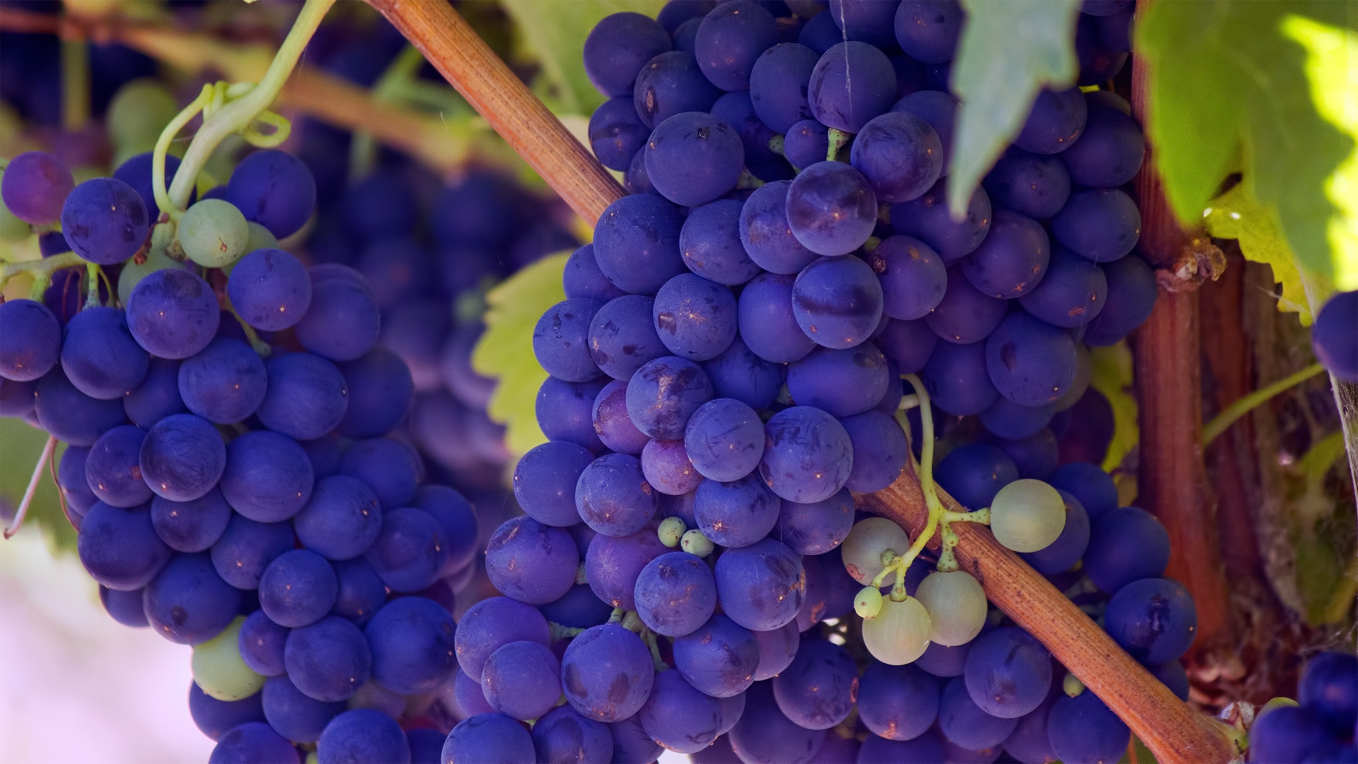 Free photo Big bunches of blue grapes