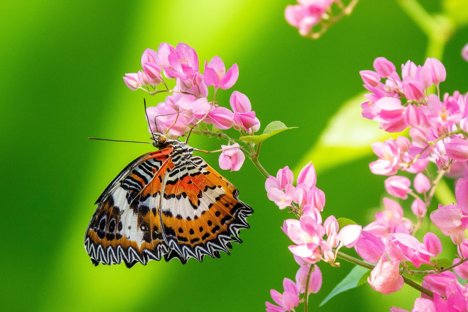 Wallpapers insects butterfly green background on the desktop