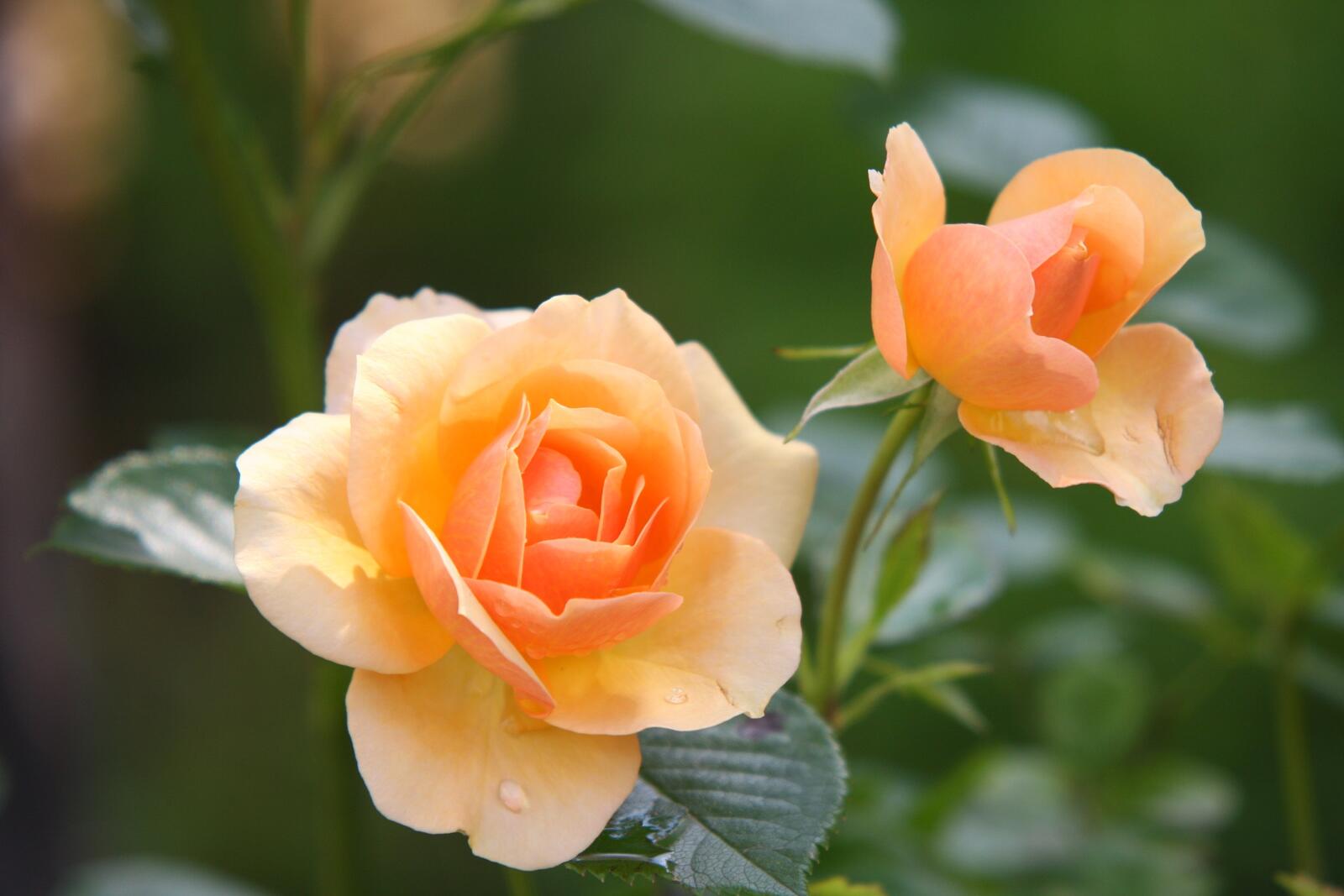 桌面上的壁纸玫瑰 玫瑰订单 开花植物