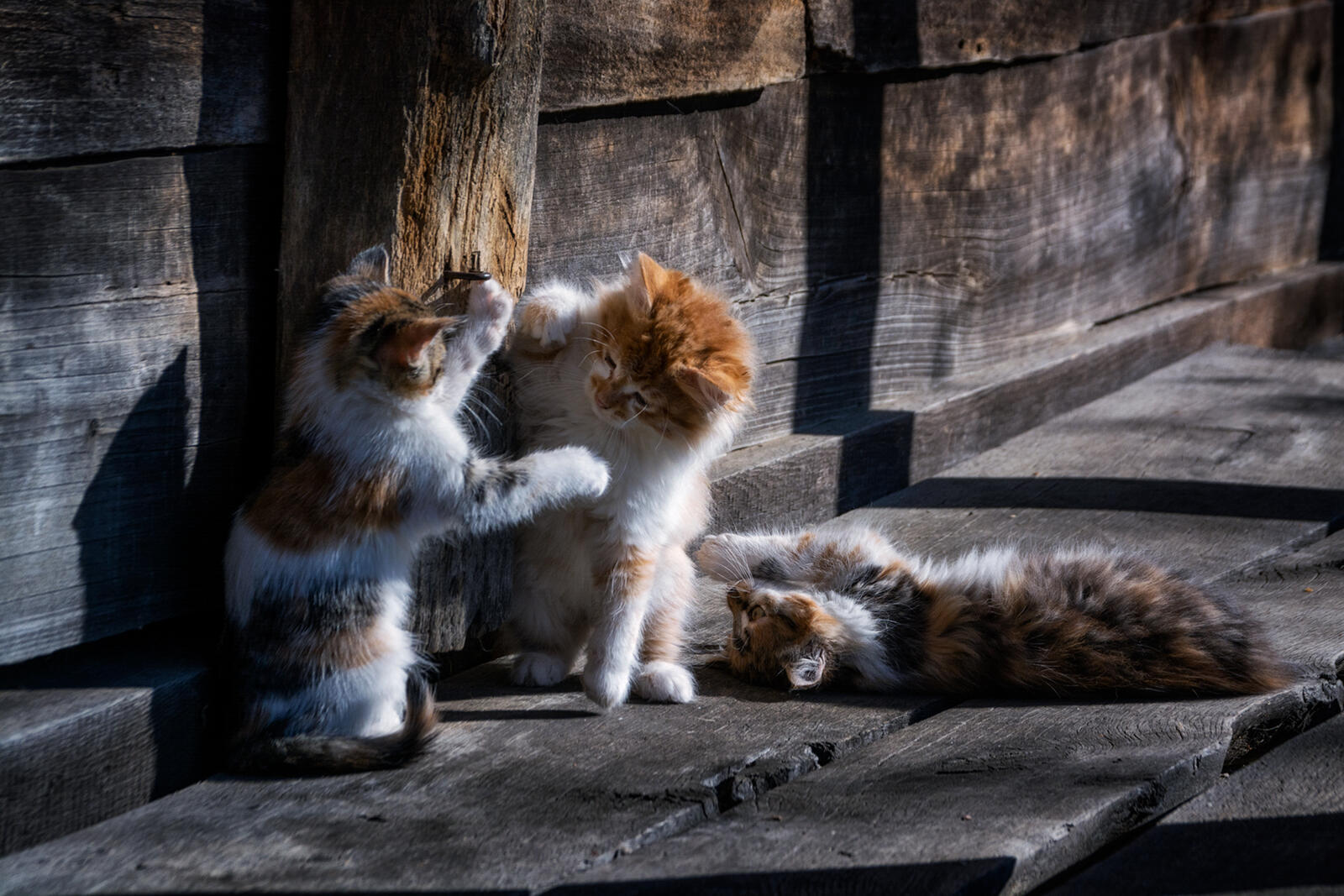 Free photo Screensaver pictures of cats, kittens for free