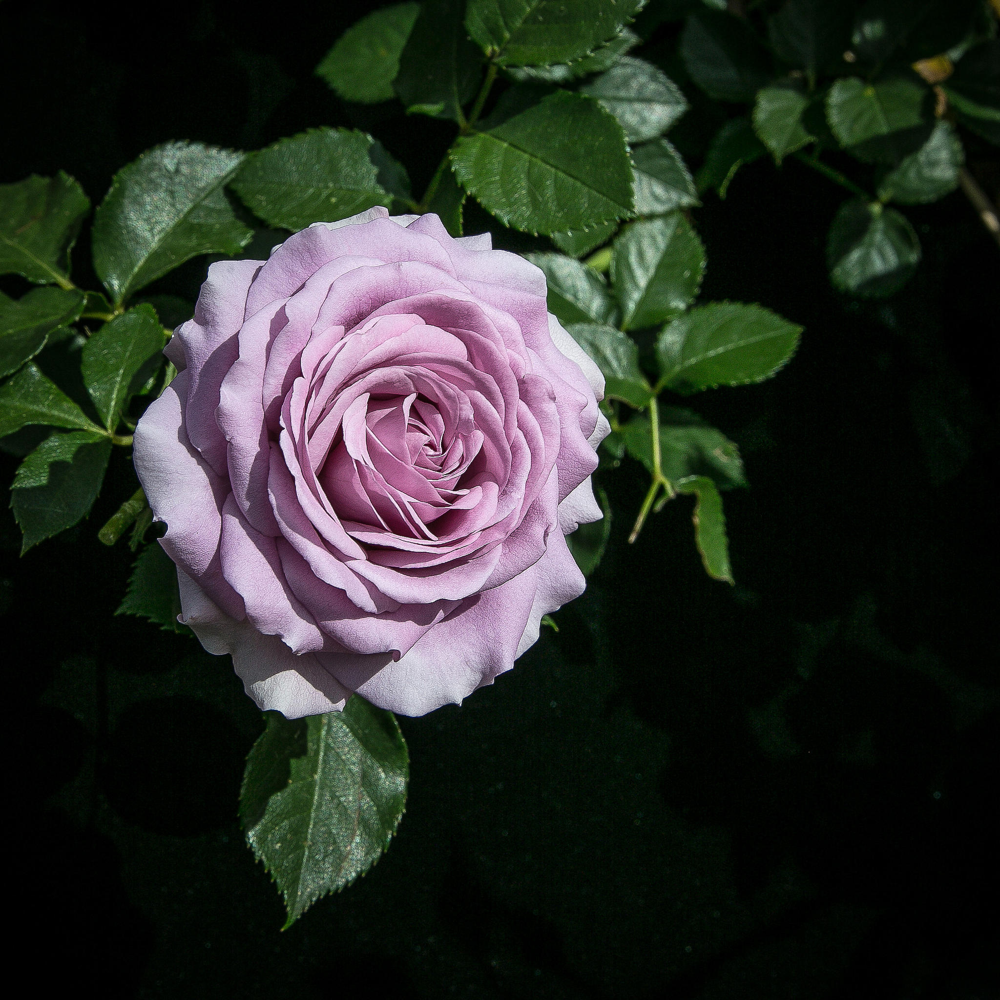 Обои розовая роза розовые лепестки флора на рабочий стол