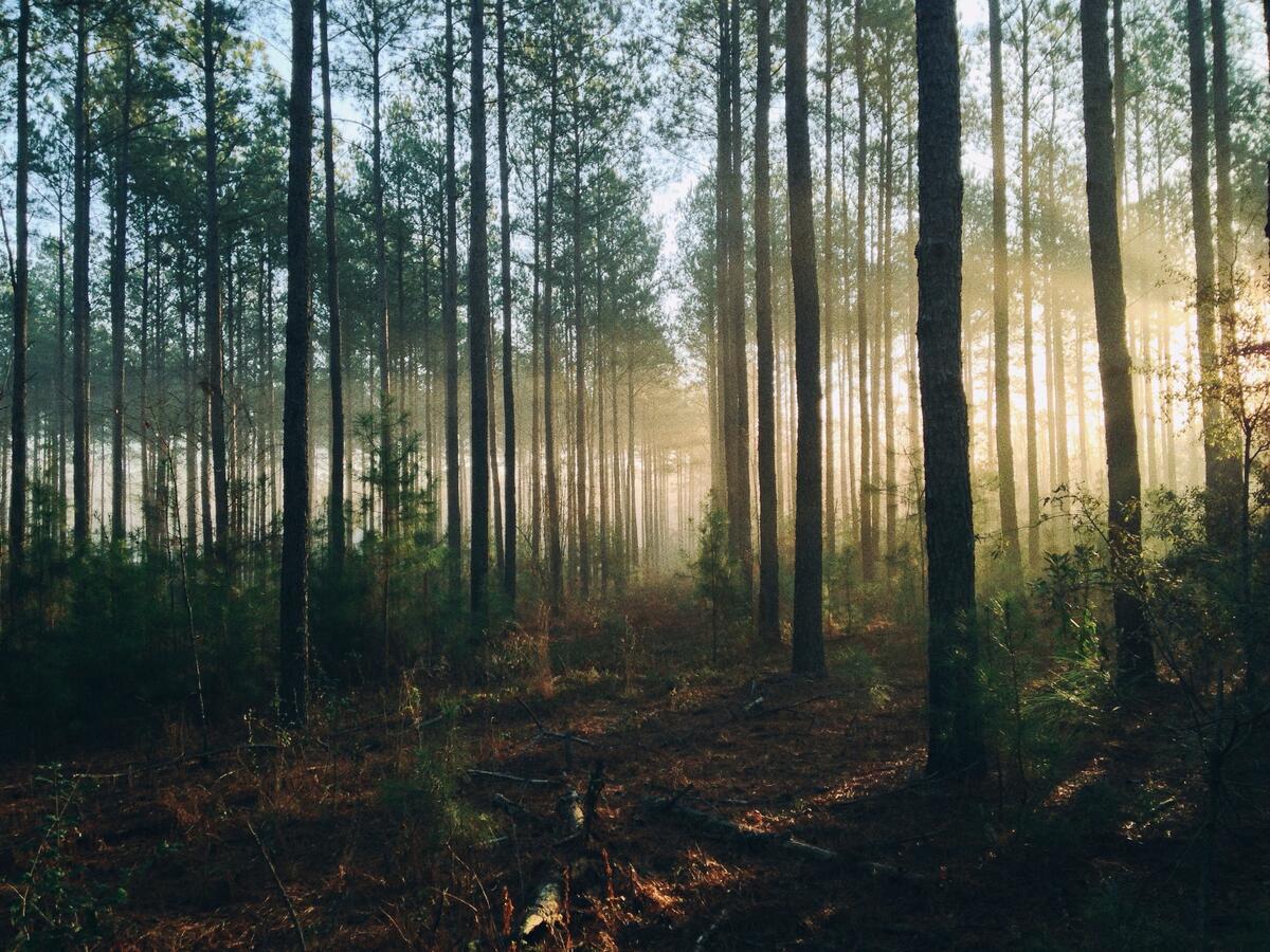 Солнечные лучи в редком хвойном лесу