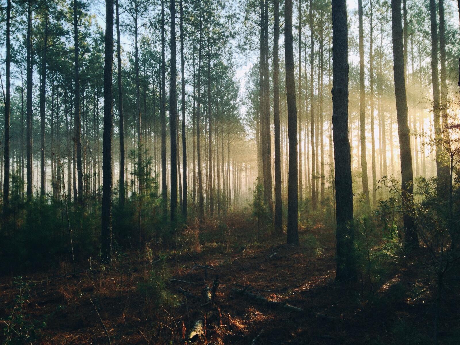 Бесплатное фото Солнечные лучи в редком хвойном лесу