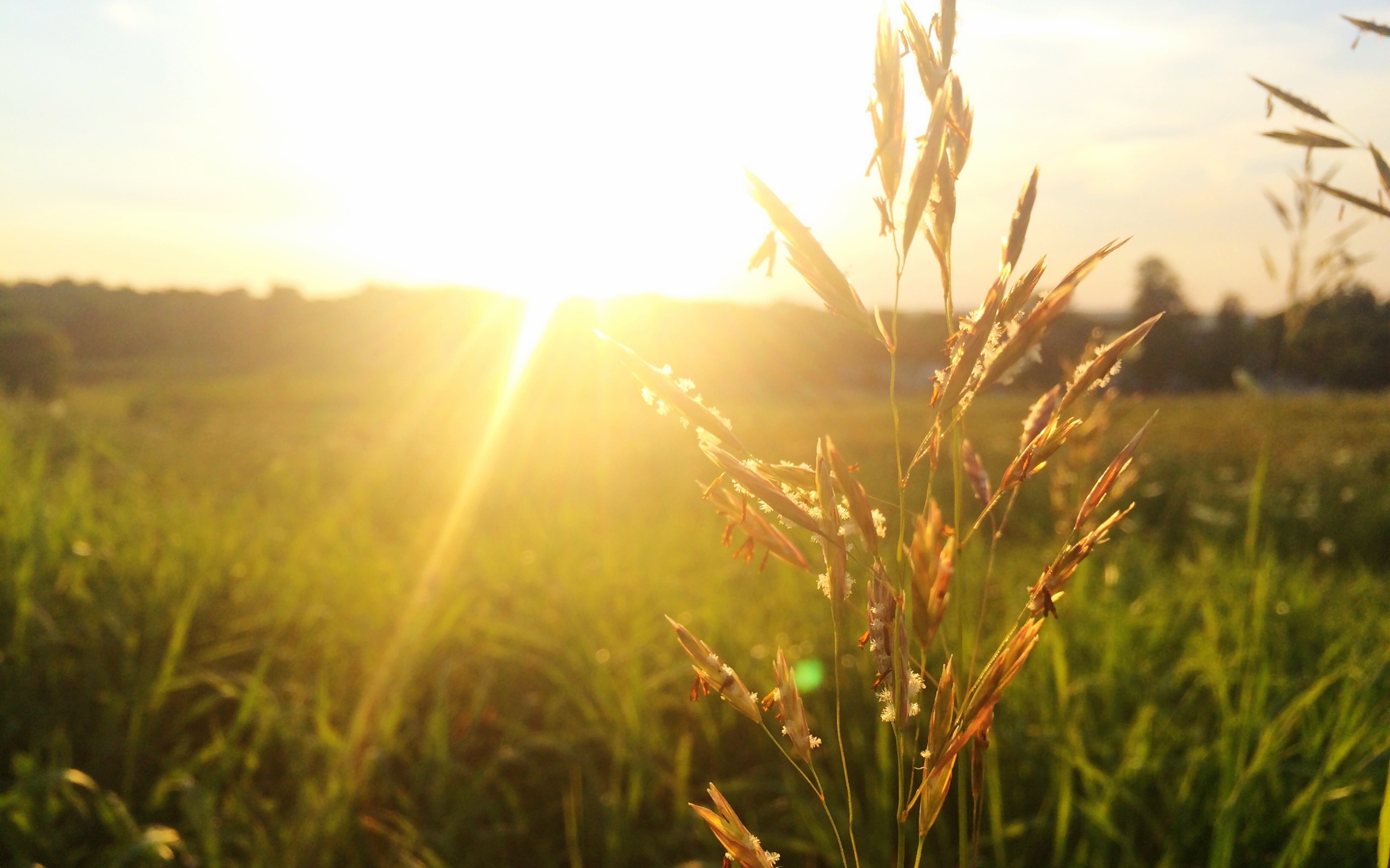 免费照片绿色田野上的阳光明媚的早晨