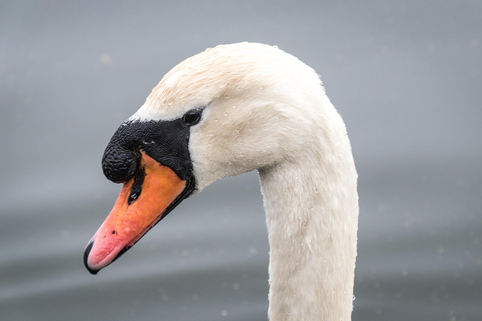 Wallpapers waterfowl ducks geese and swans wildlife on the desktop