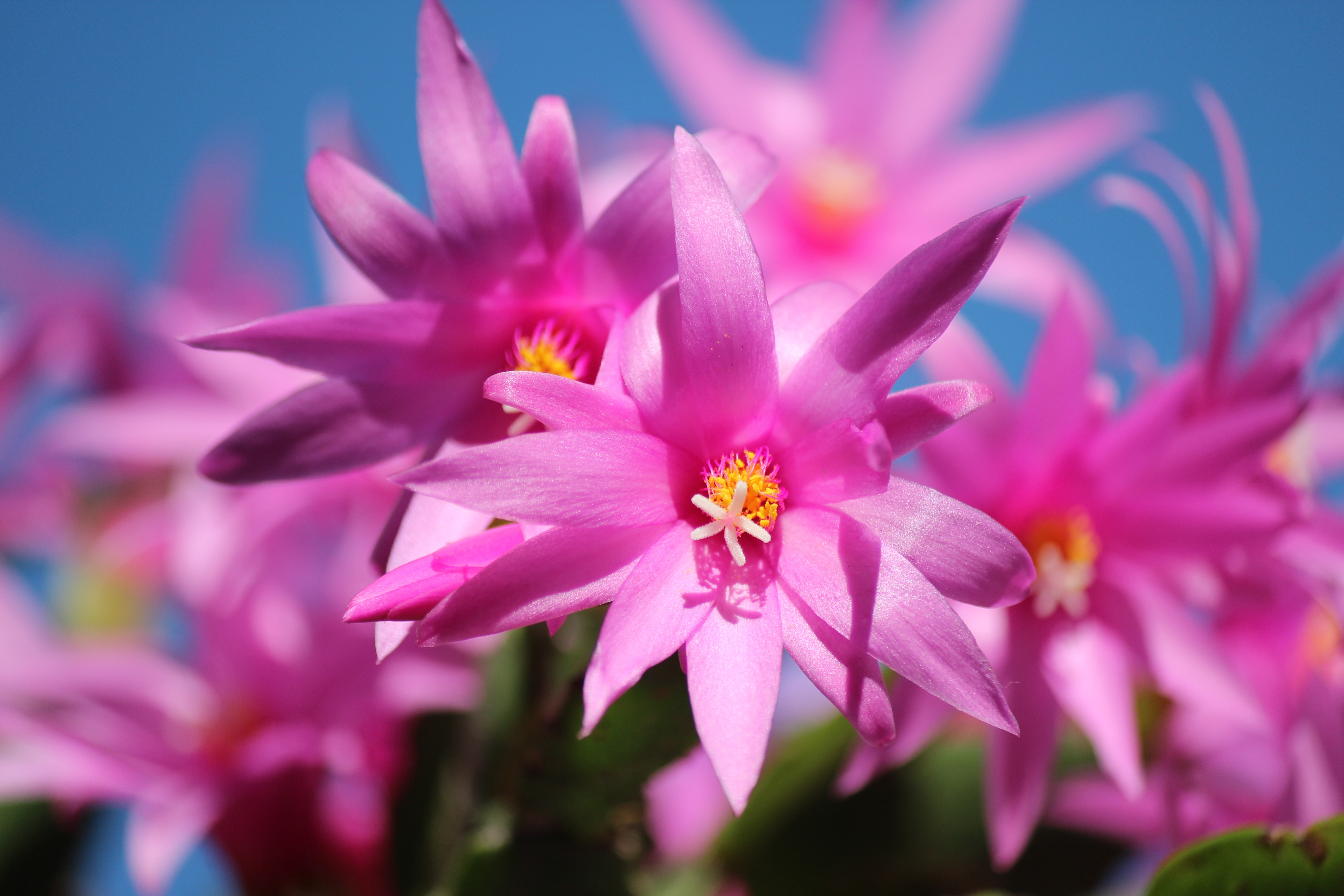 Фото бесплатно цветок, кактус, растение