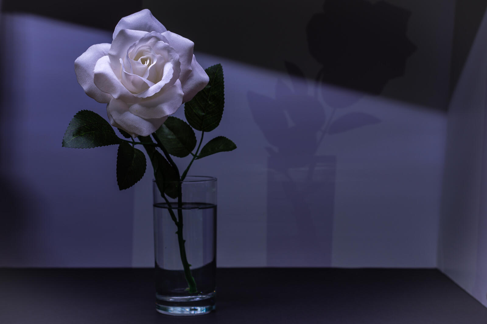 Обои цветок роза ваза на рабочий стол