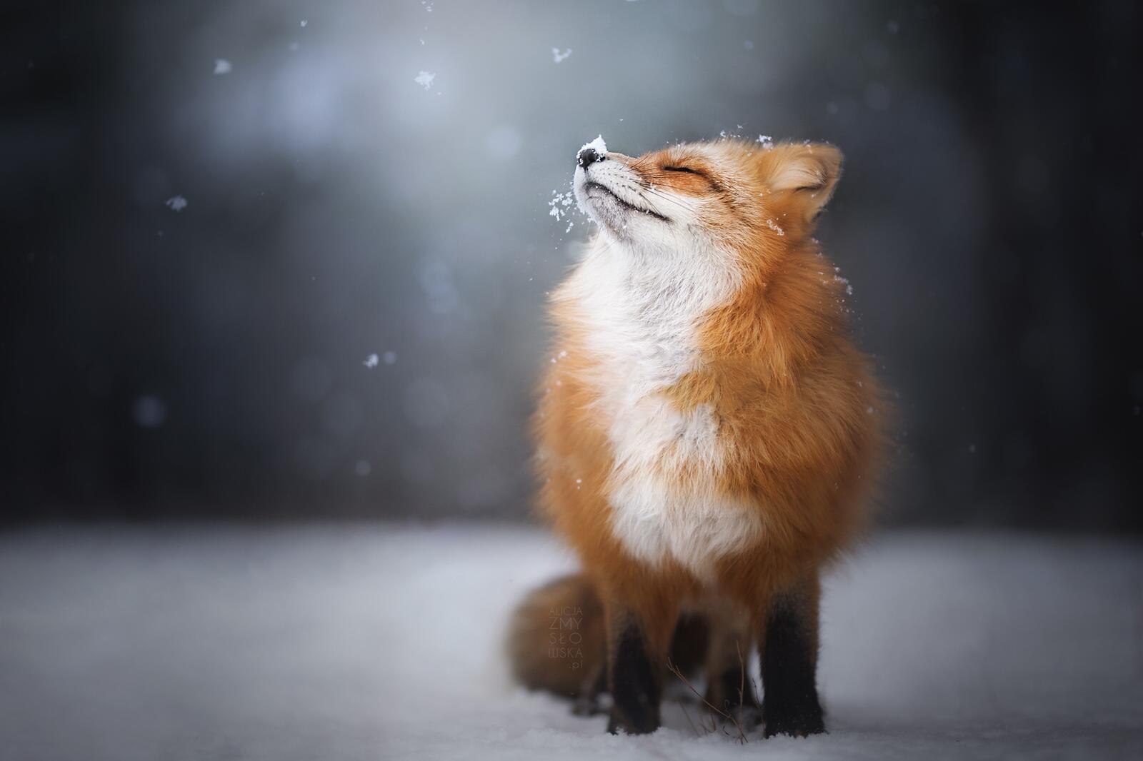 桌面上的壁纸狐狸 霙 雪