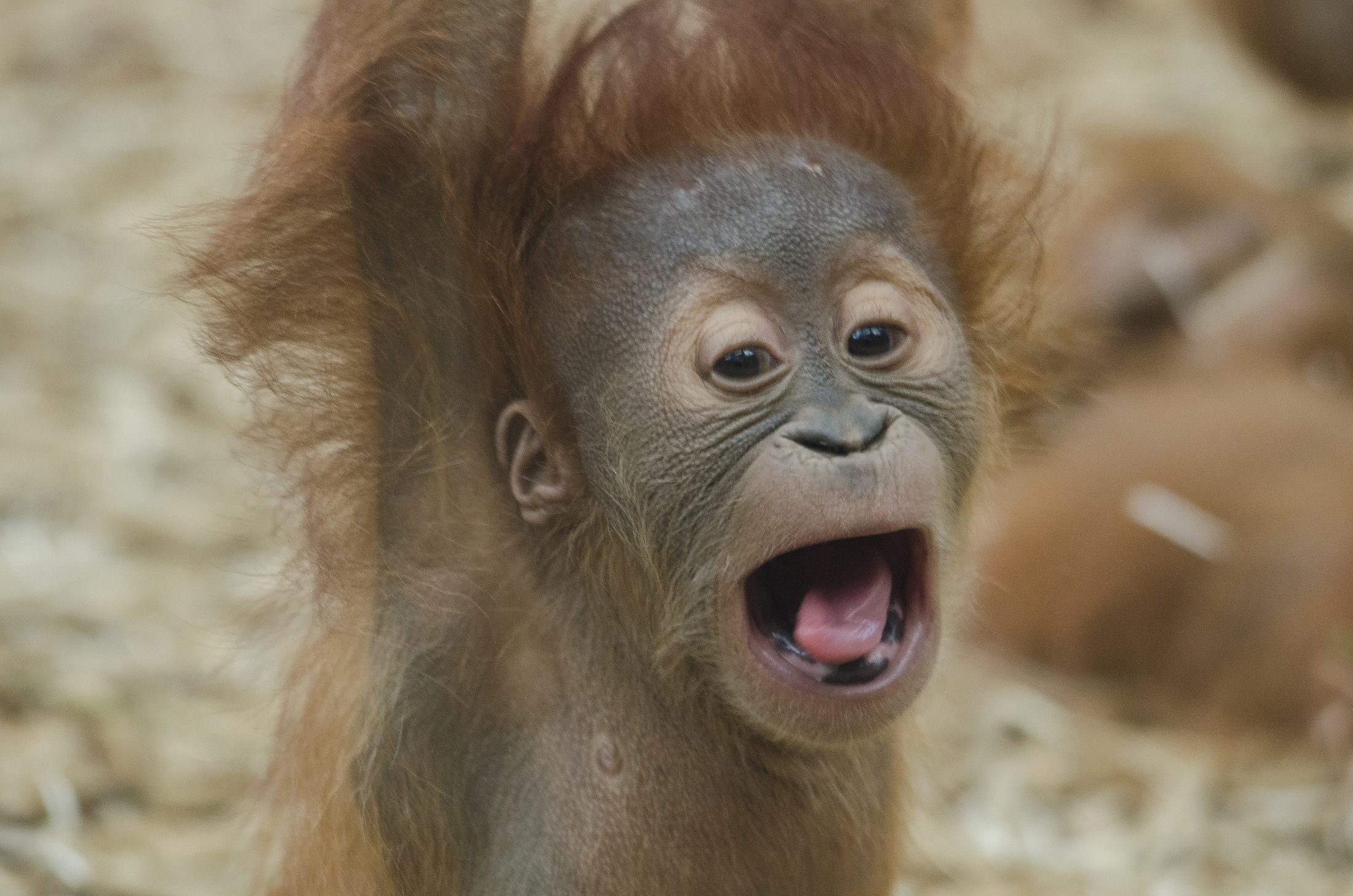 Photo free ape, orangutan, watch