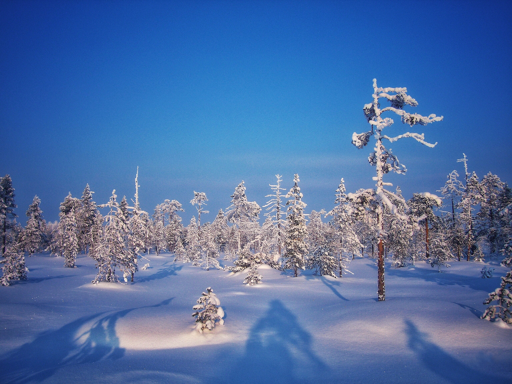 Wallpapers nature trees snowdrifts on the desktop