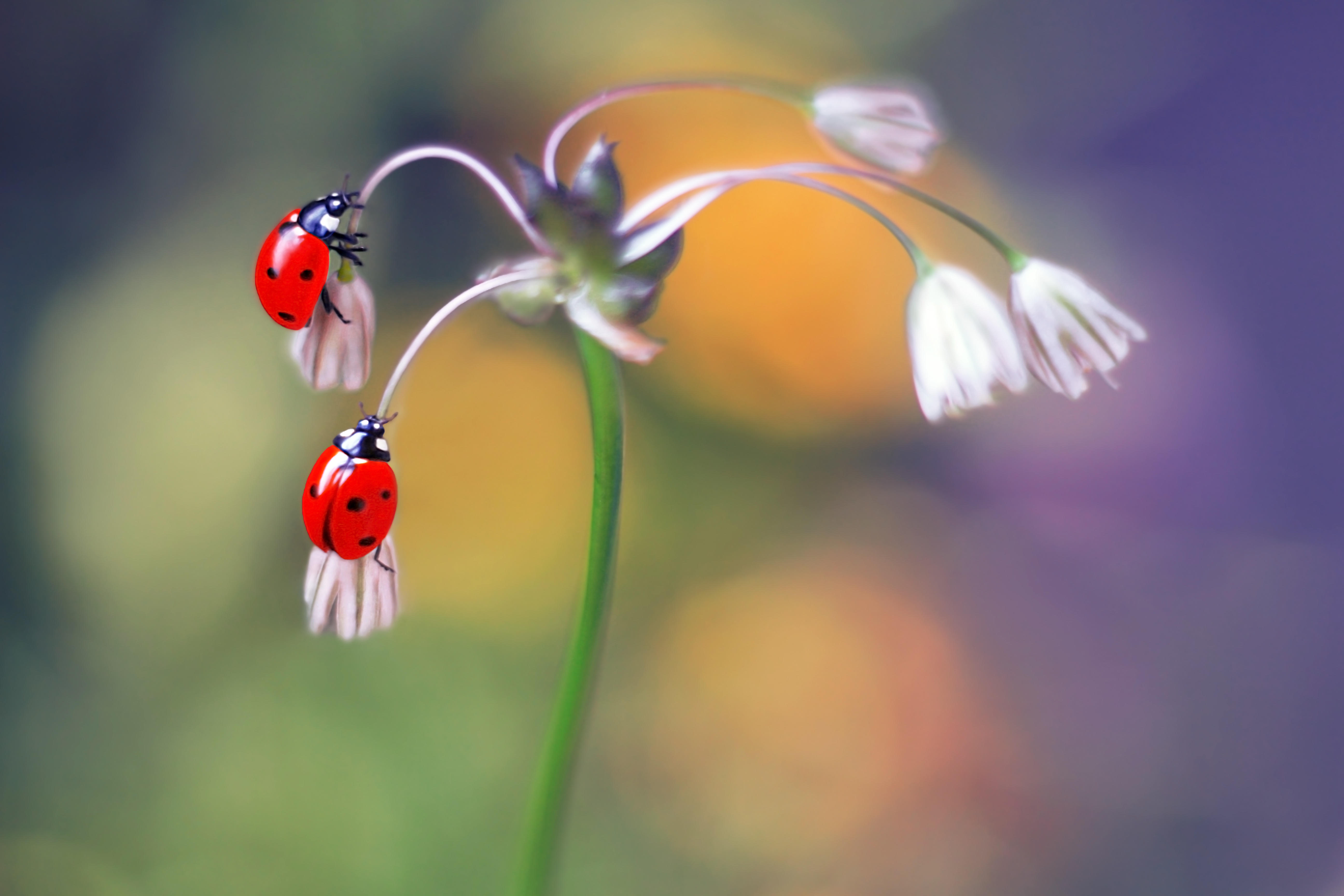 Фото бесплатно божья коровка, цветок, two ladybugs