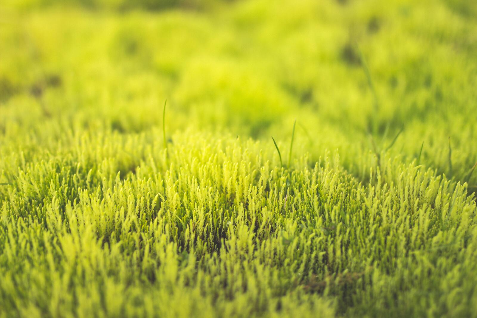 Обои зеленая трава газон лето на рабочий стол