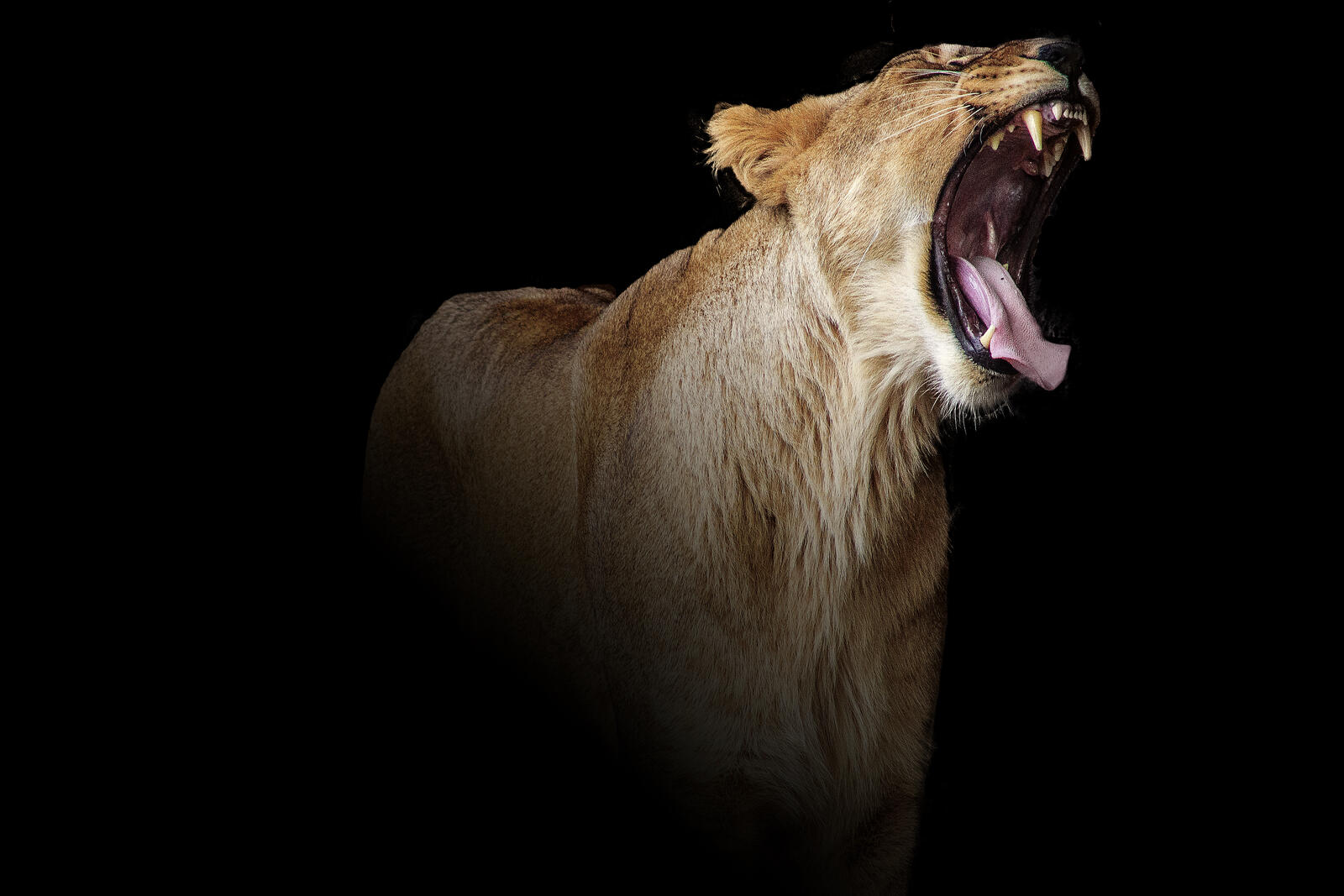 Wallpapers lioness grin yawn on the desktop