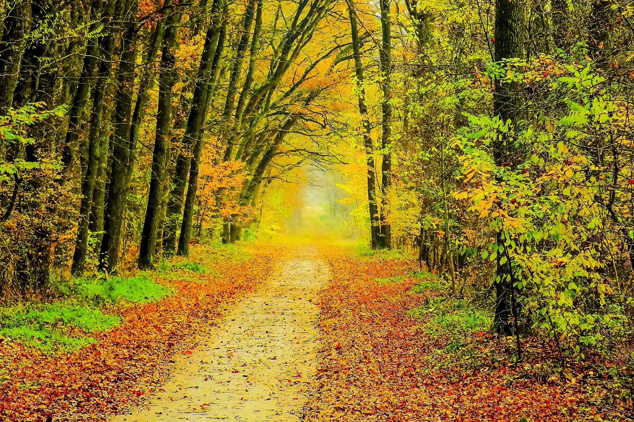 Фото бесплатно осень, лес, арт