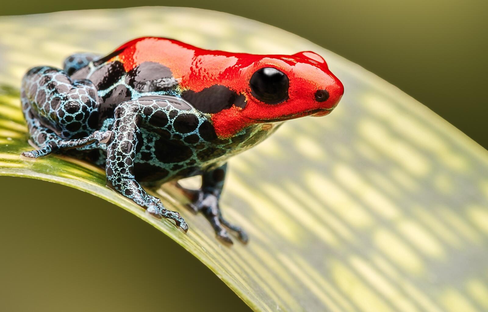 Wallpapers red close poison dart frog on the desktop