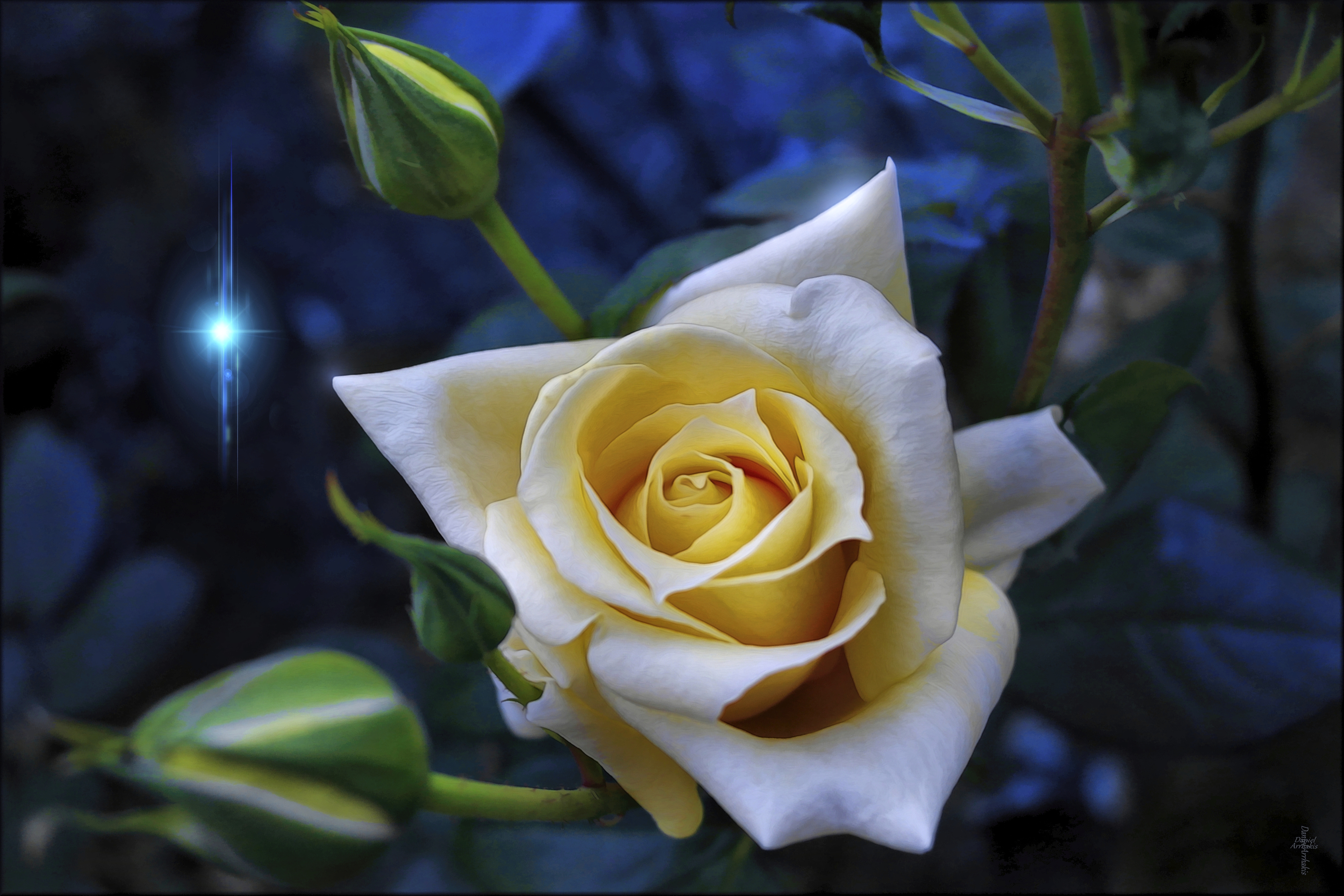 Бесплатное фото Обои на стол роза, цветок