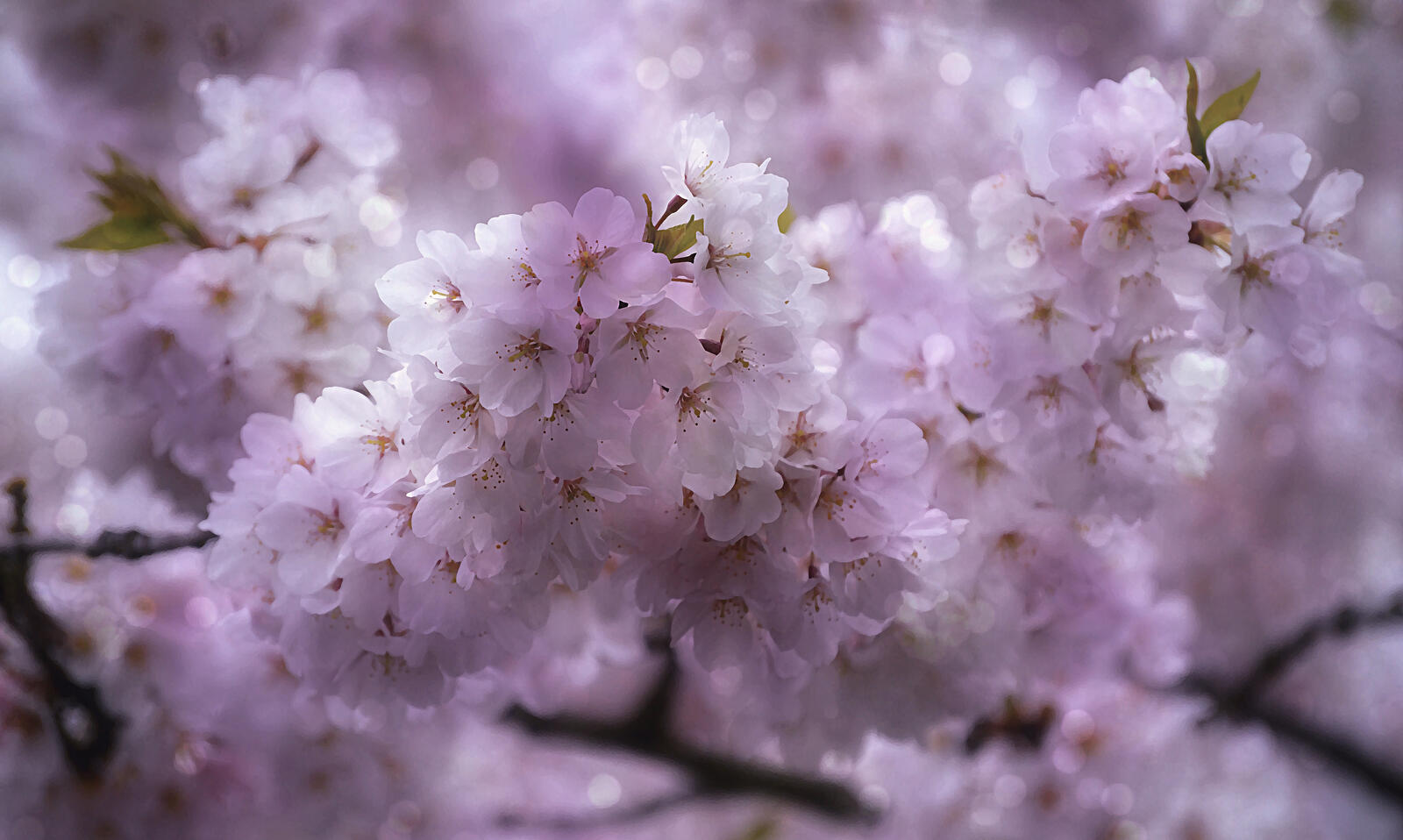 免费照片美丽的樱花