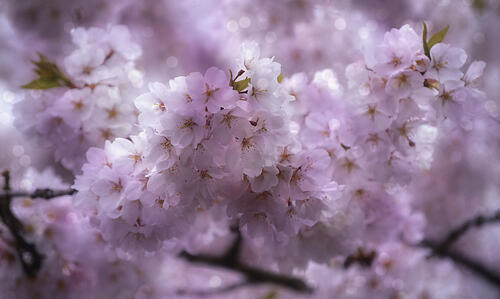 Beautiful Sakura