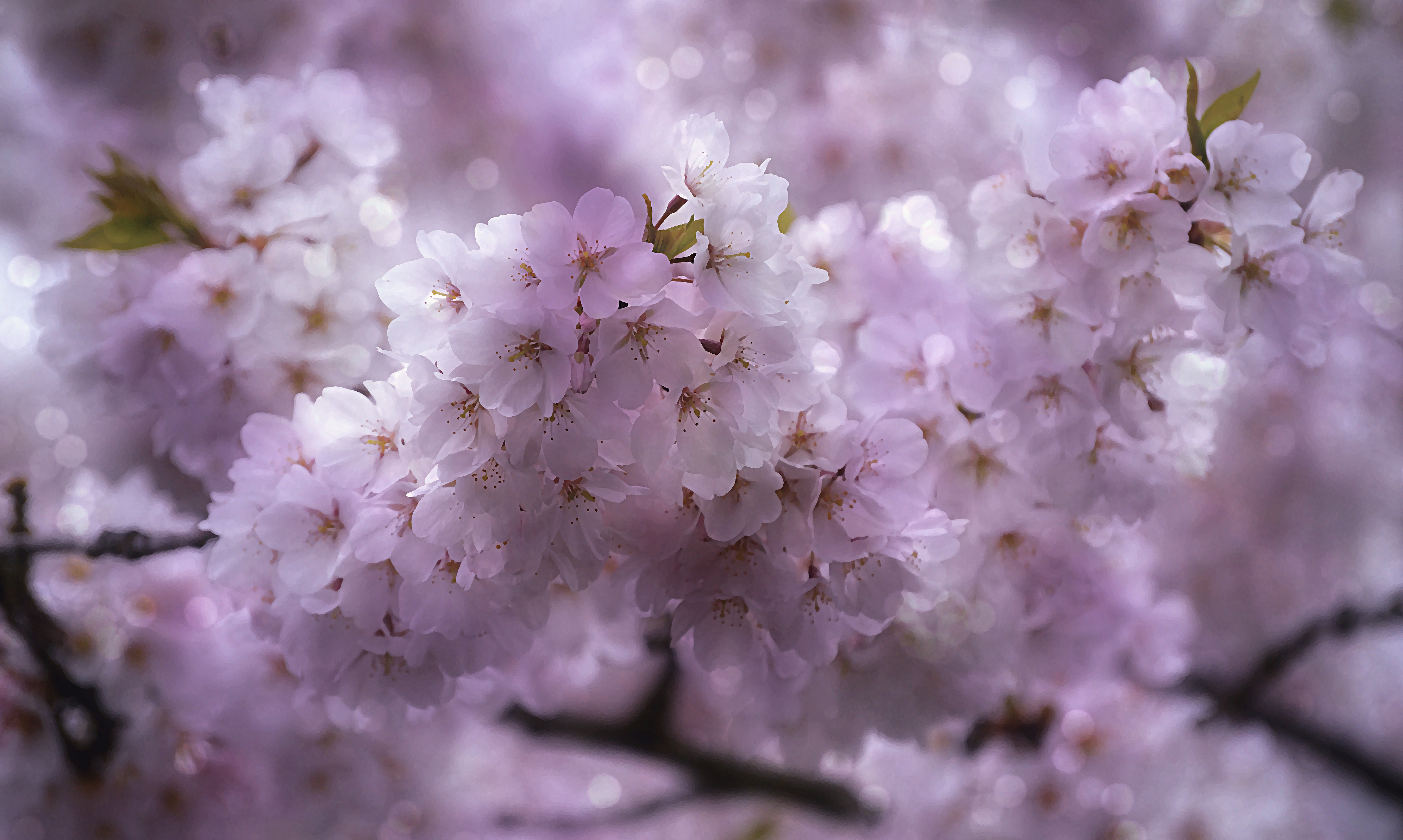 Красивая сакура · бесплатное фото