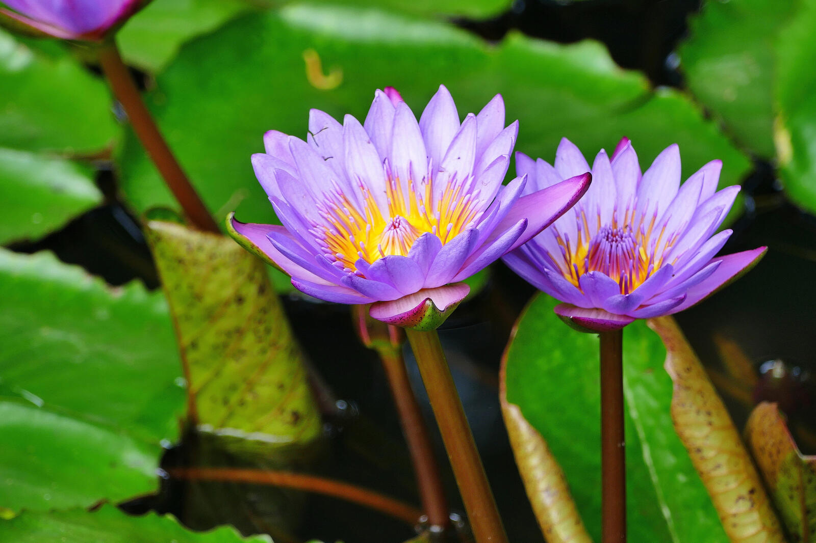 Wallpapers body of water water-lilies water lily on the desktop