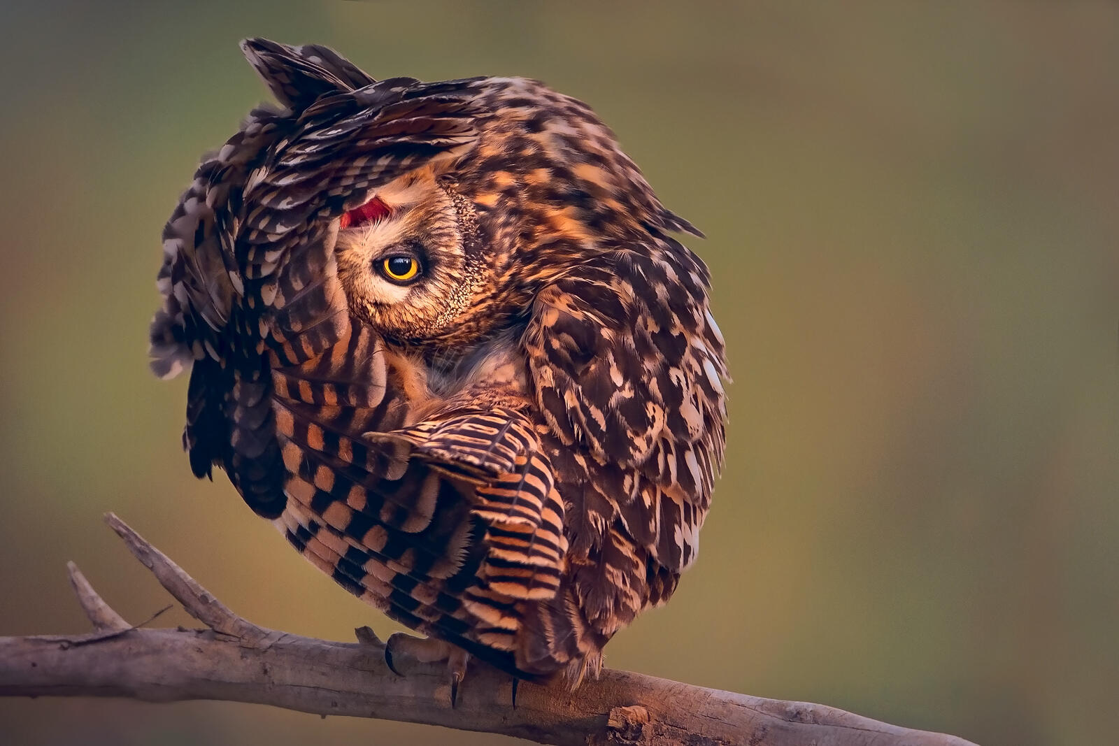 Wallpapers wildlife bird of prey owl on the desktop