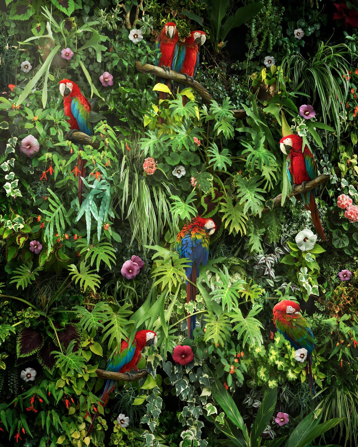 A large number of macaws sit on a large green shrub