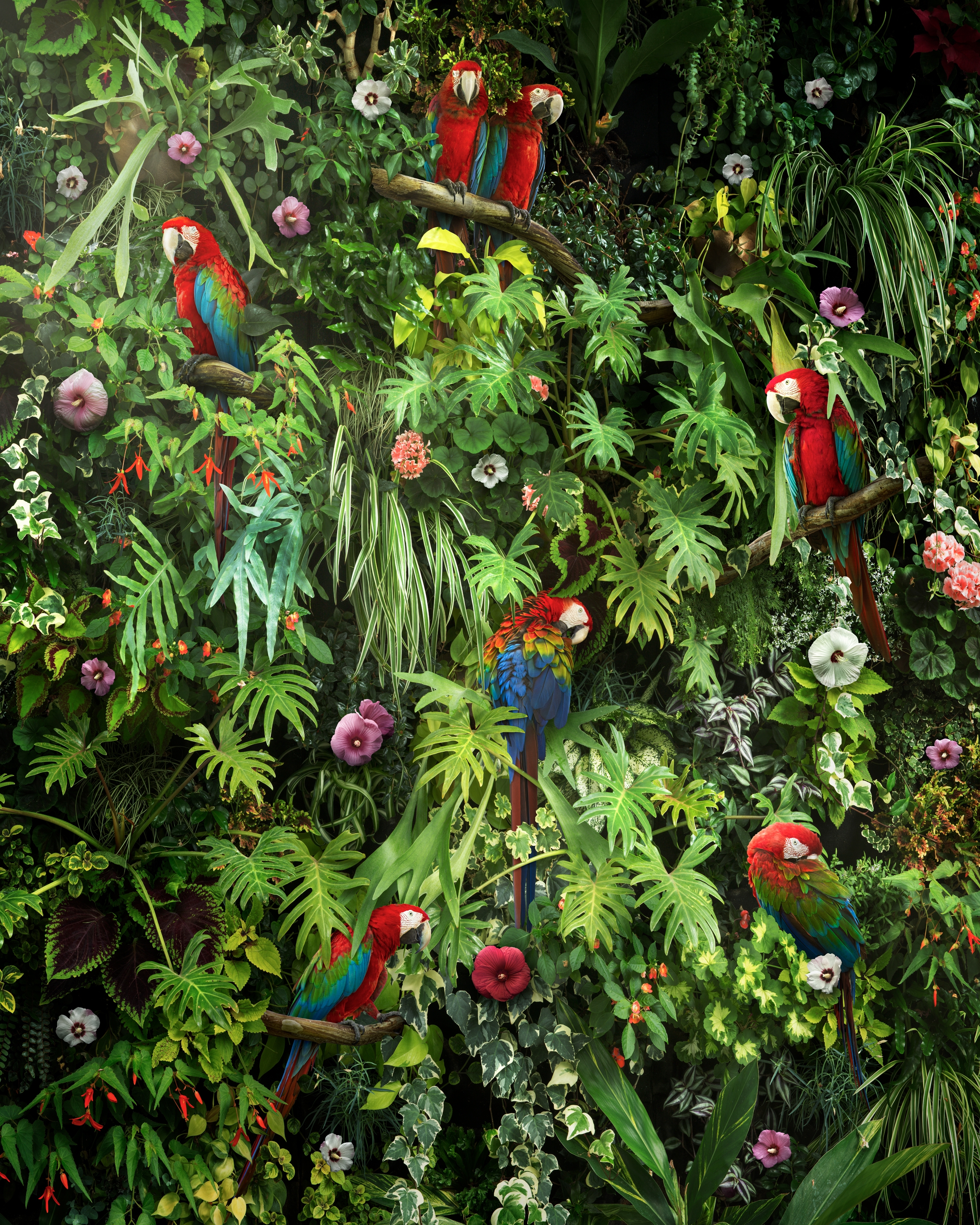 Free photo A large number of macaws sit on a large green shrub