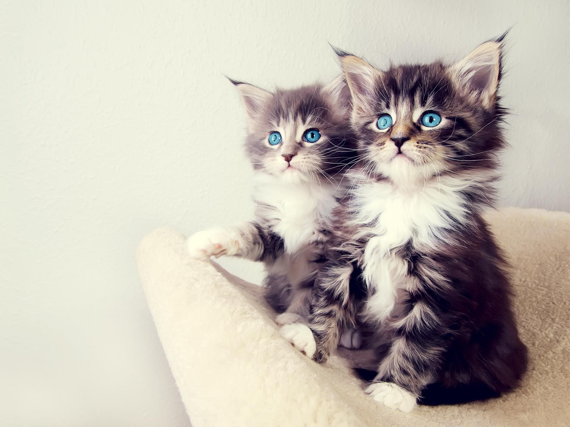 Wallpapers blue eyes kittens fluffy on the desktop