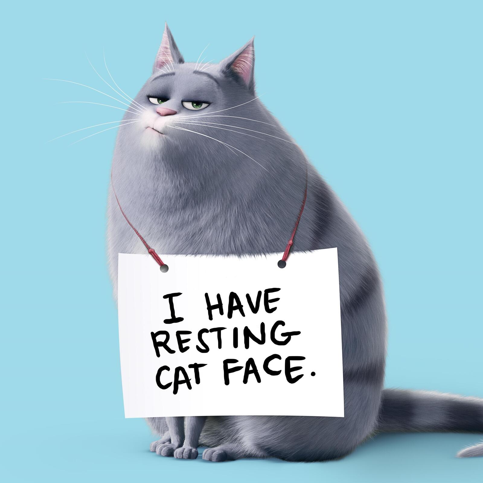 Wallpapers cats The Secret Life Of Pets animated movies on the desktop