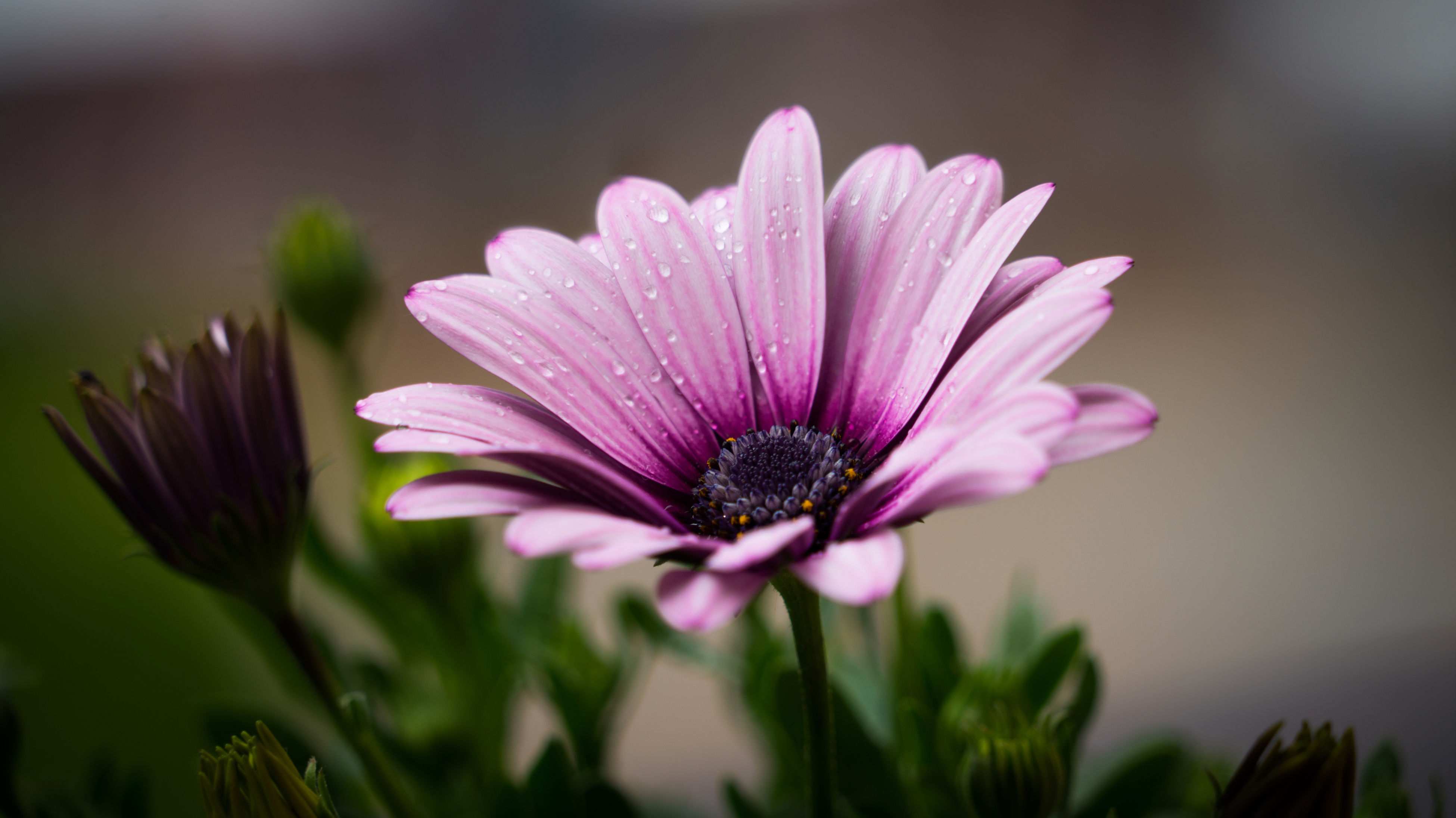 Фото цветок, лепестки, капли, сиреневый, цветы - бесплатные картинки на Fonwall