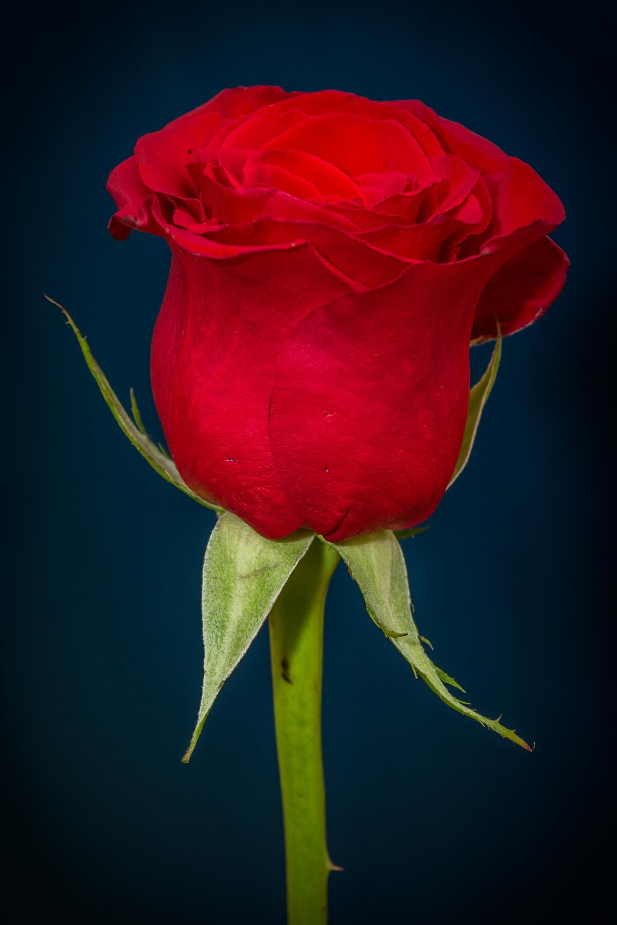 A single red rose on a dark background