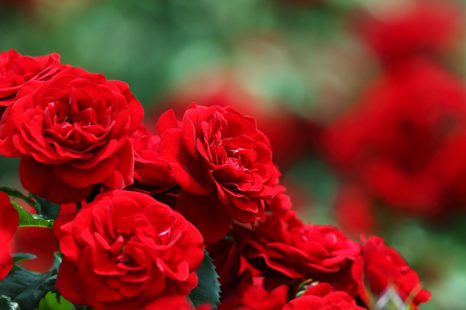 Обои роза красные цветы много цветов на рабочий стол