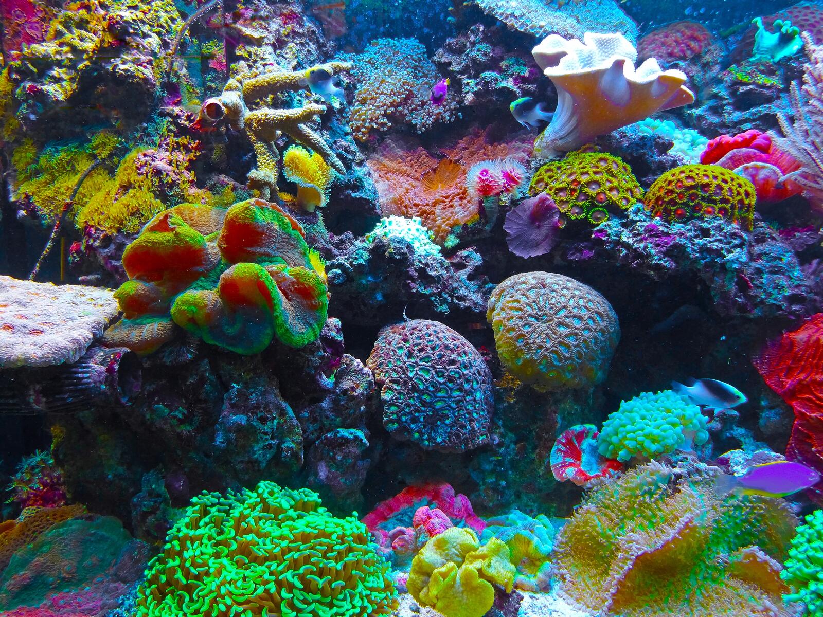 море биология кораллы