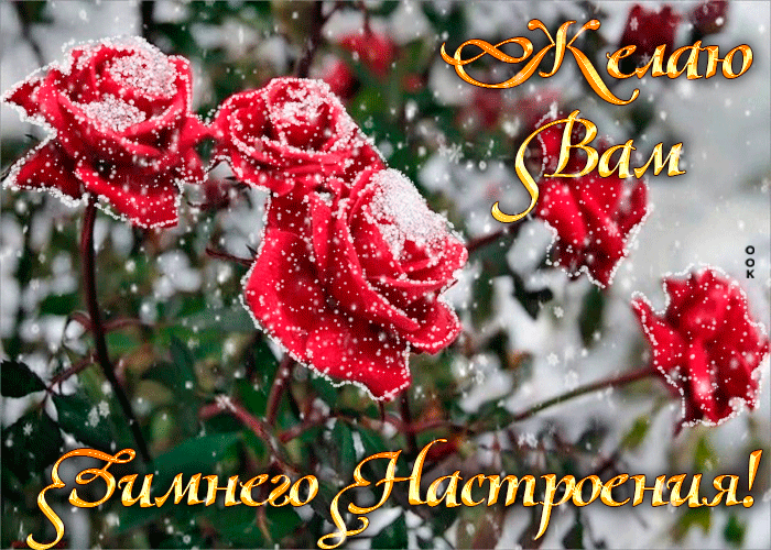 Postcard free I wish you a winter mood, flowers, roses