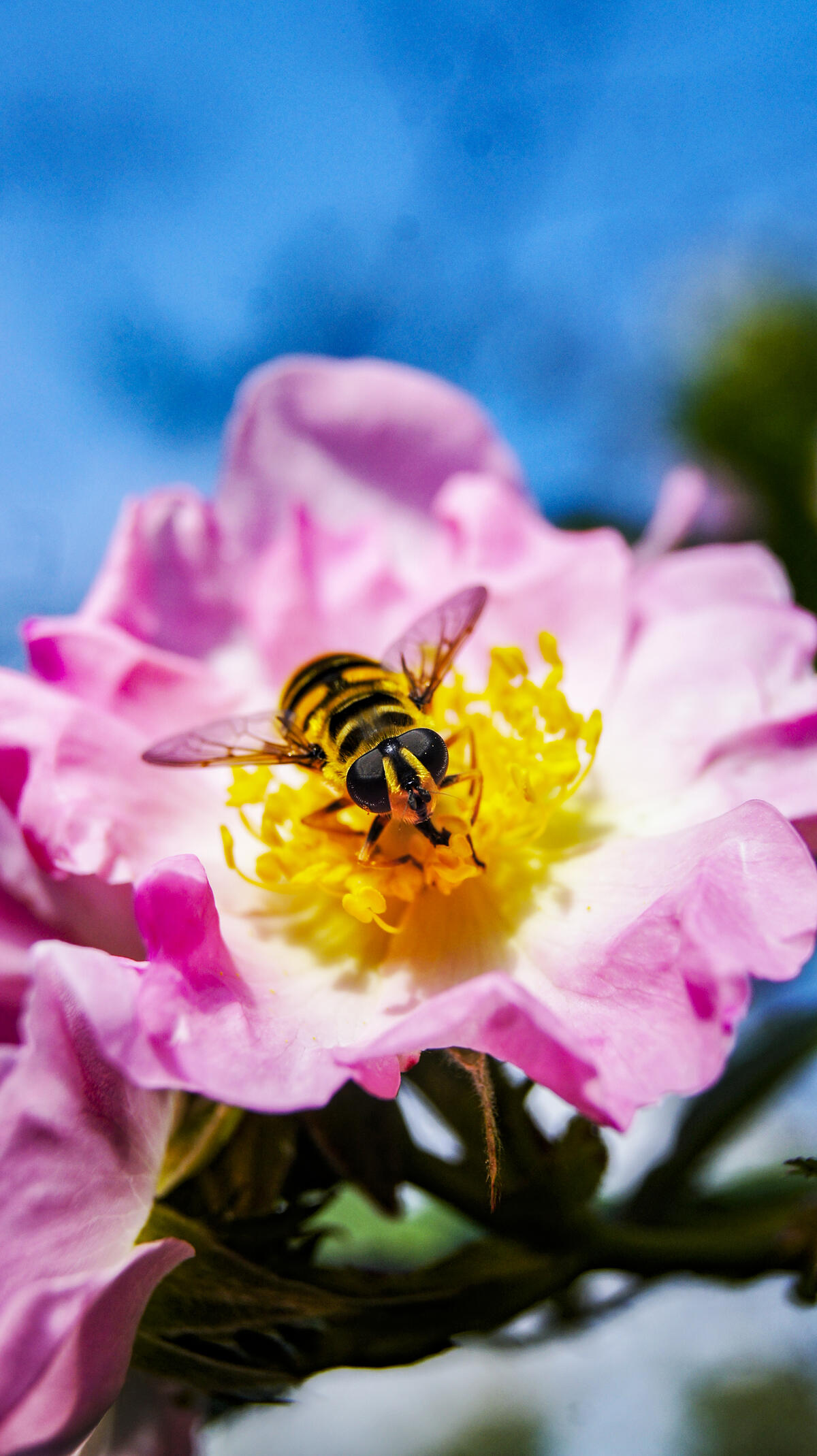 Bee. Flowering rose hips. June in bloom.